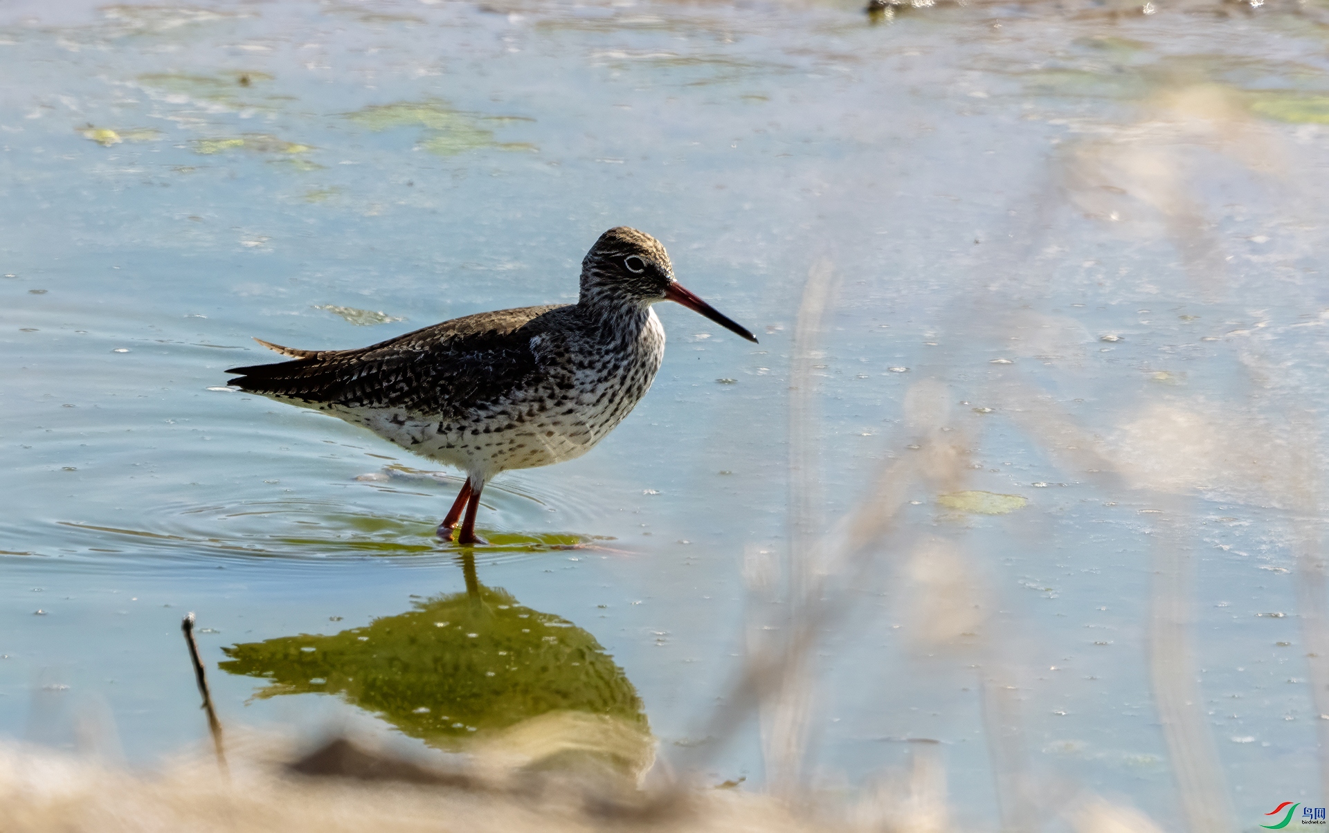 DSC02378 ����.jpg