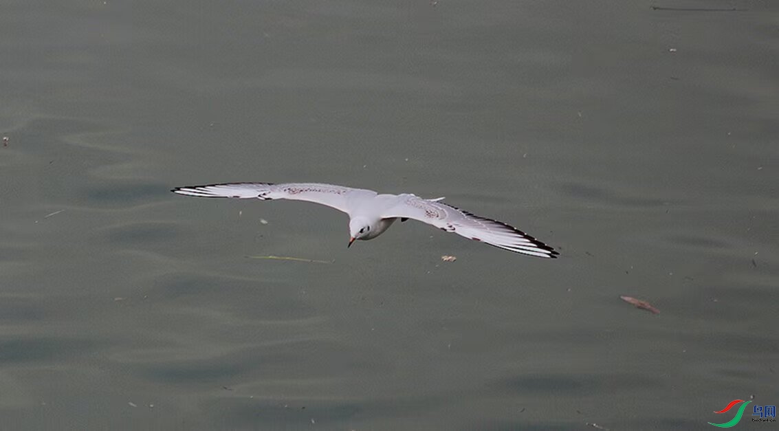 Image_171570794412533.jpg