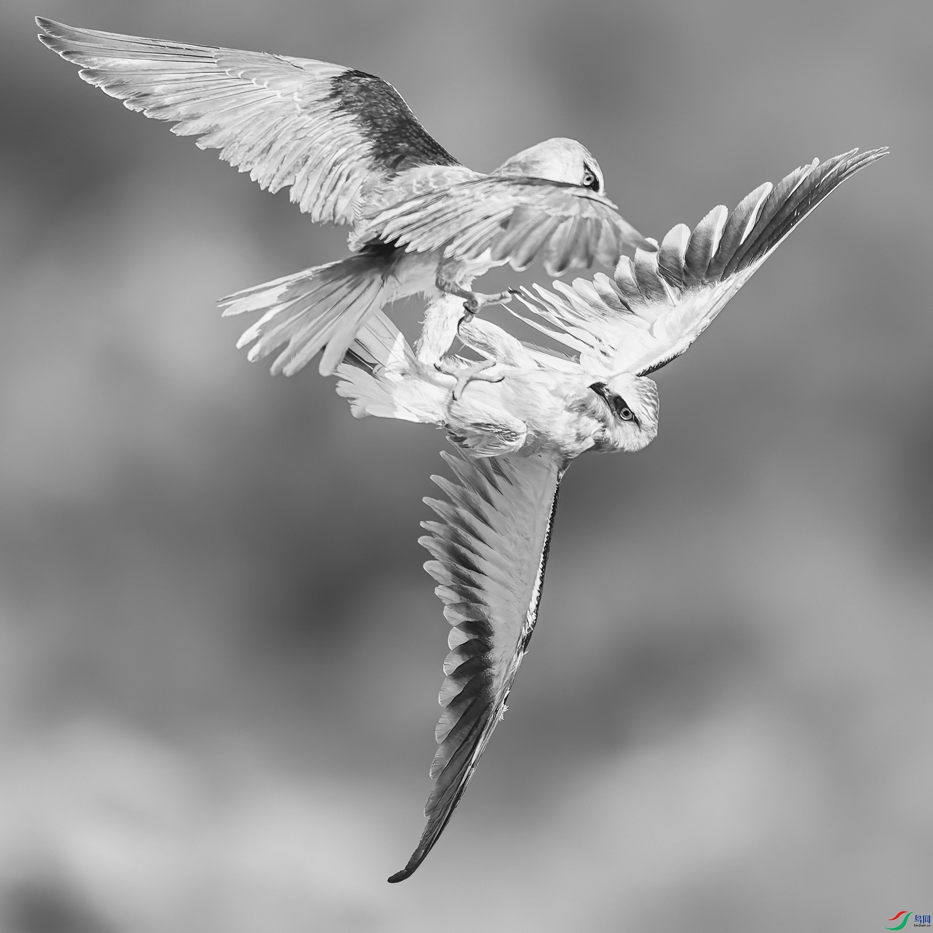 0_D5D8151-NEF_DxO_DeepPRIME0.jpg