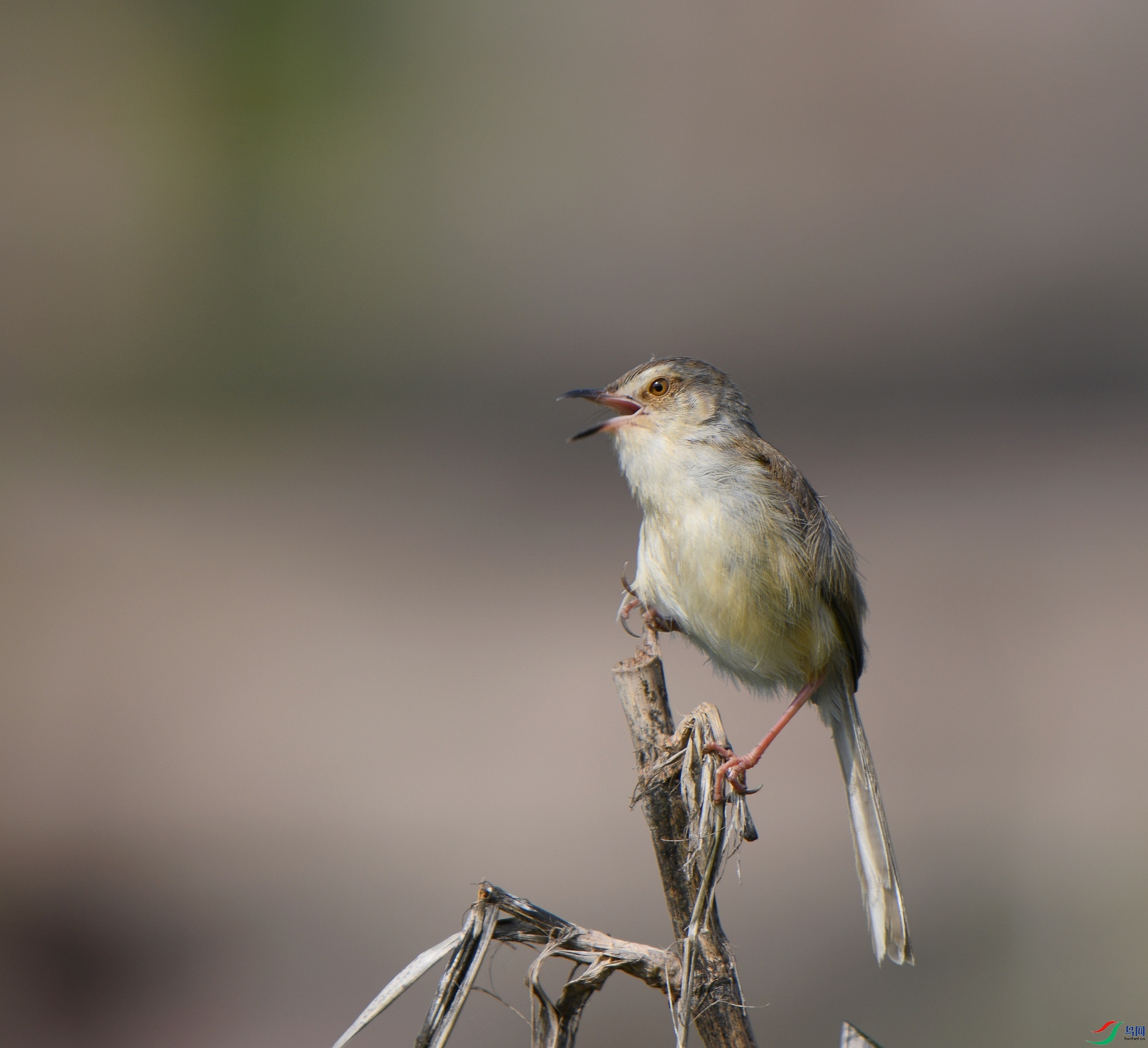DSC_5665.jpg