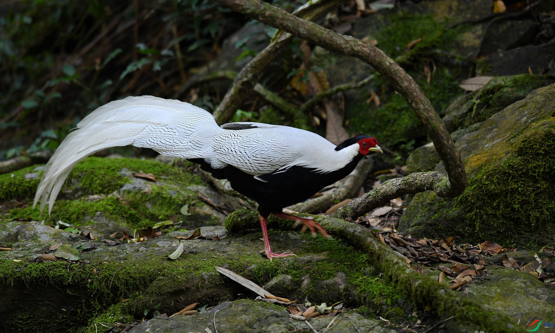 DSC_8091.jpg