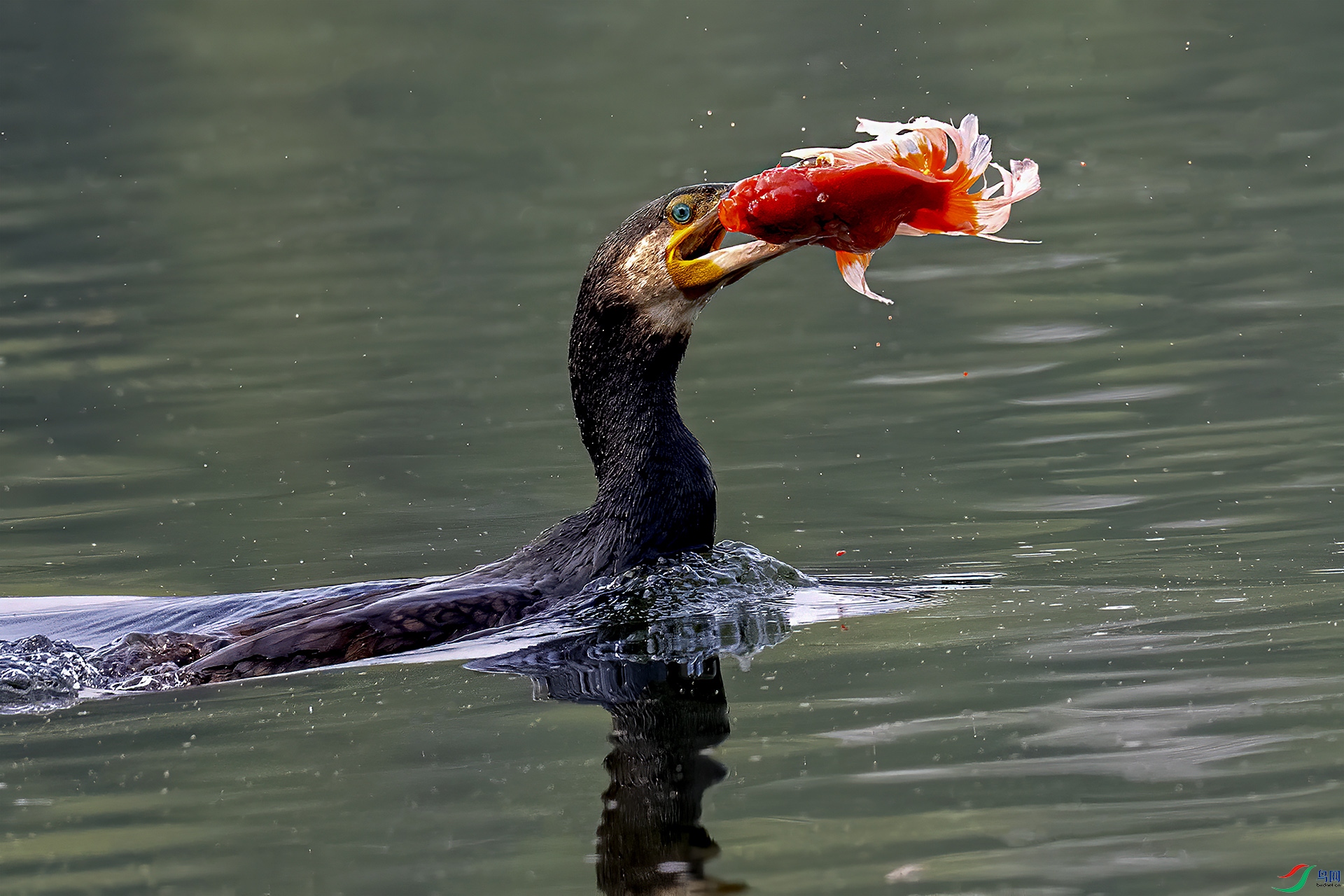 DSC_6538=-.jpg