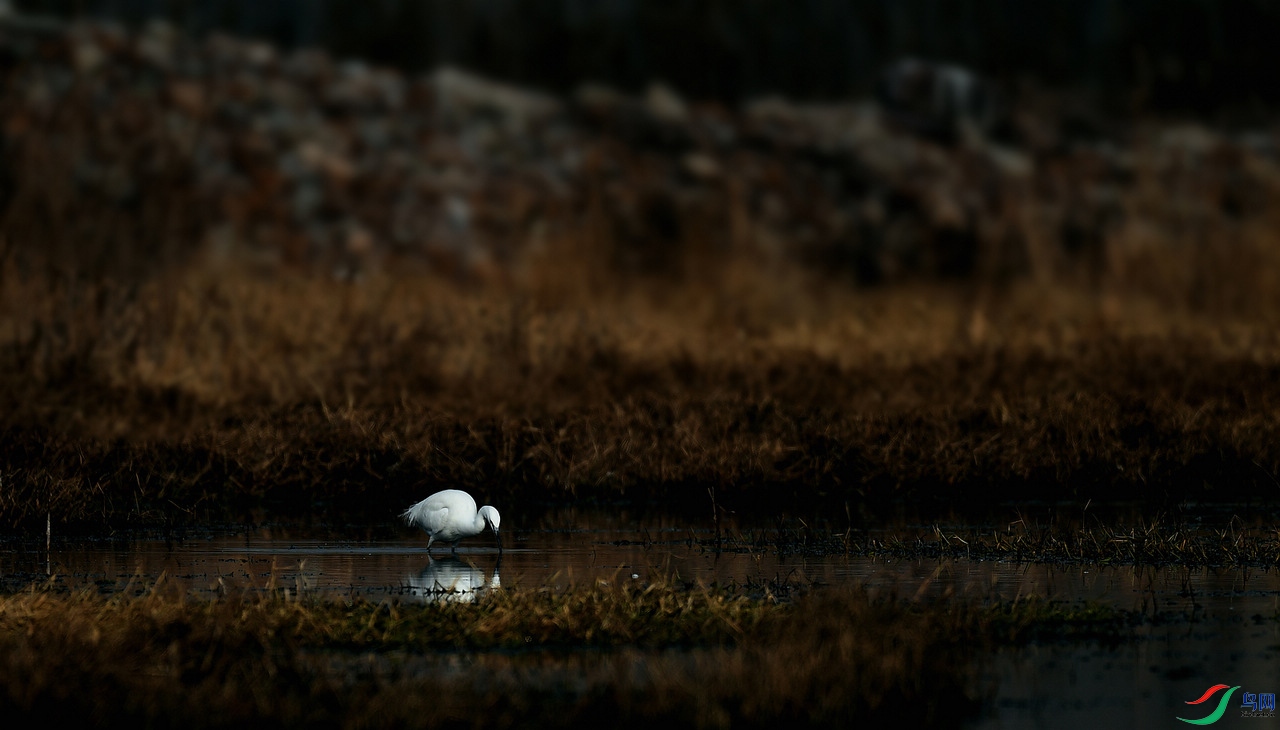 Զɽ��Ӱ.jpg