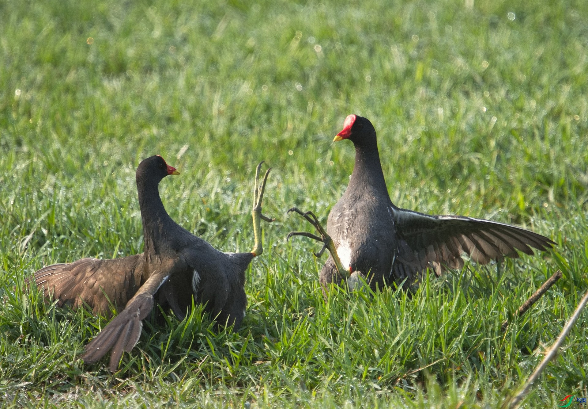 _D801746.jpg