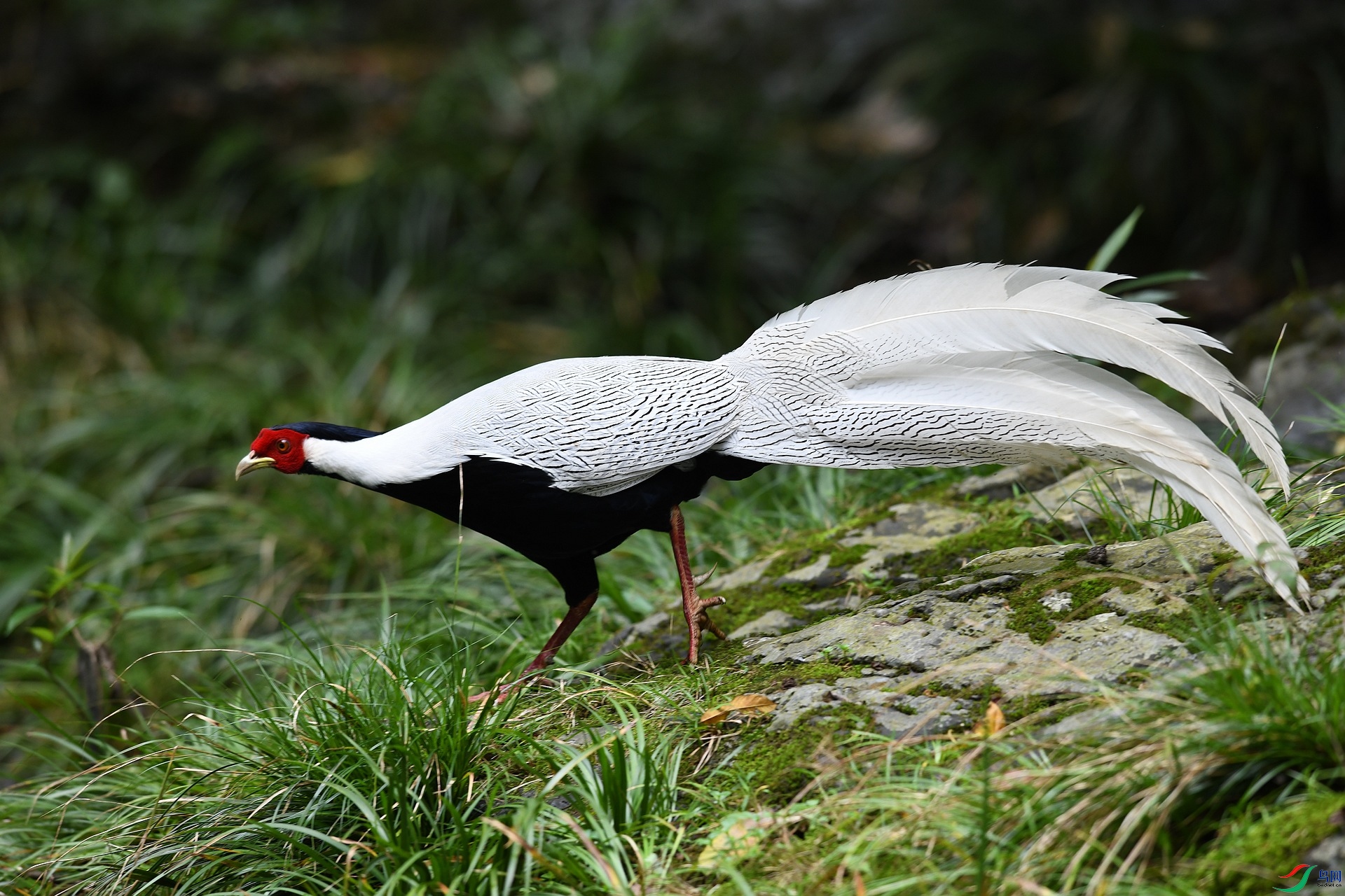 DSC_6045.jpg