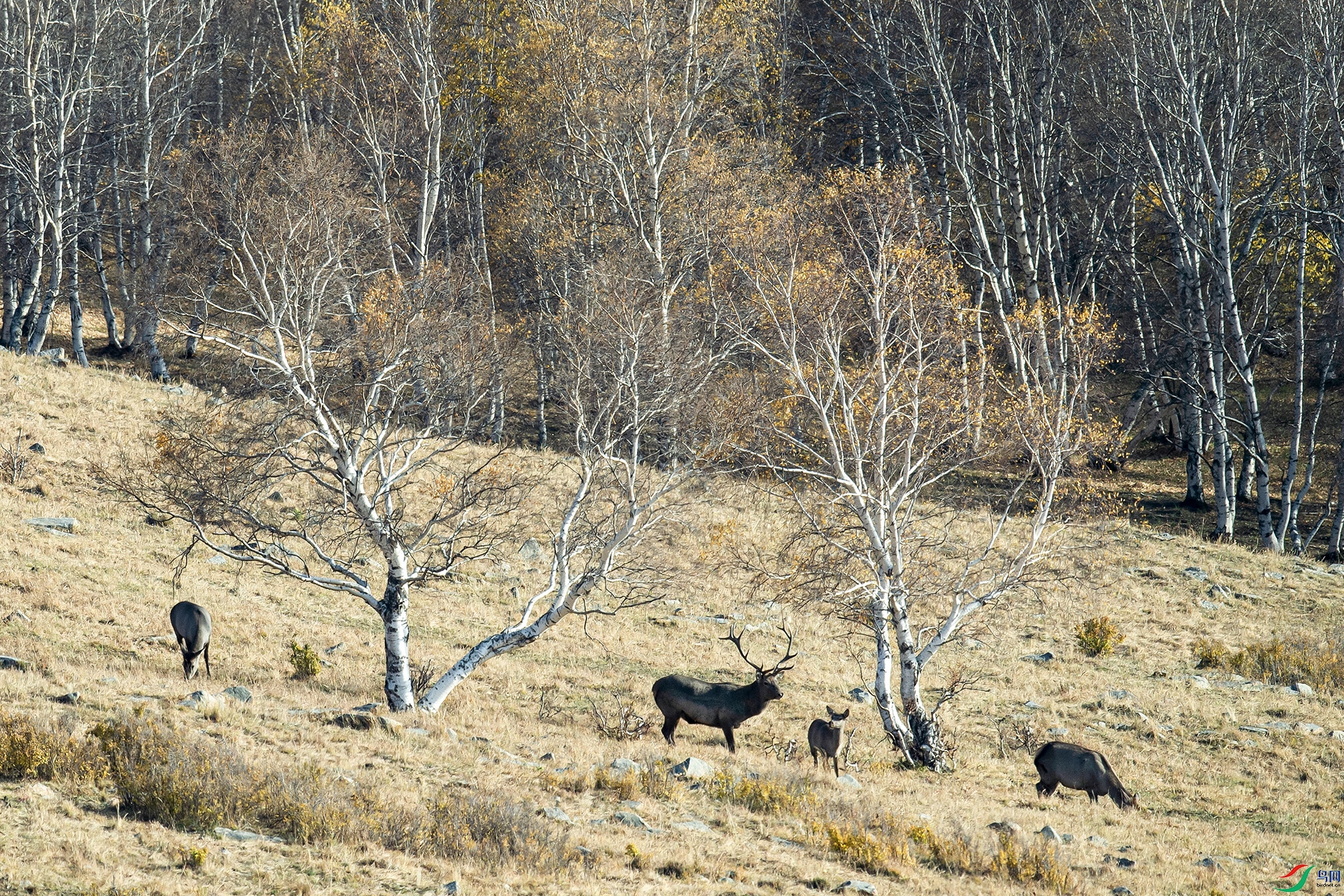 _DSC80950.jpg