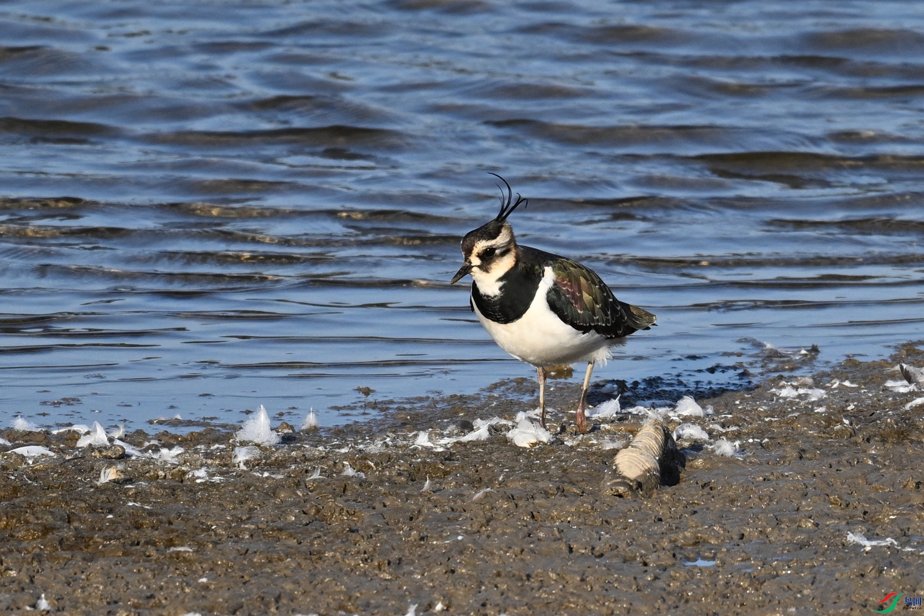 DSC_8684.JPG