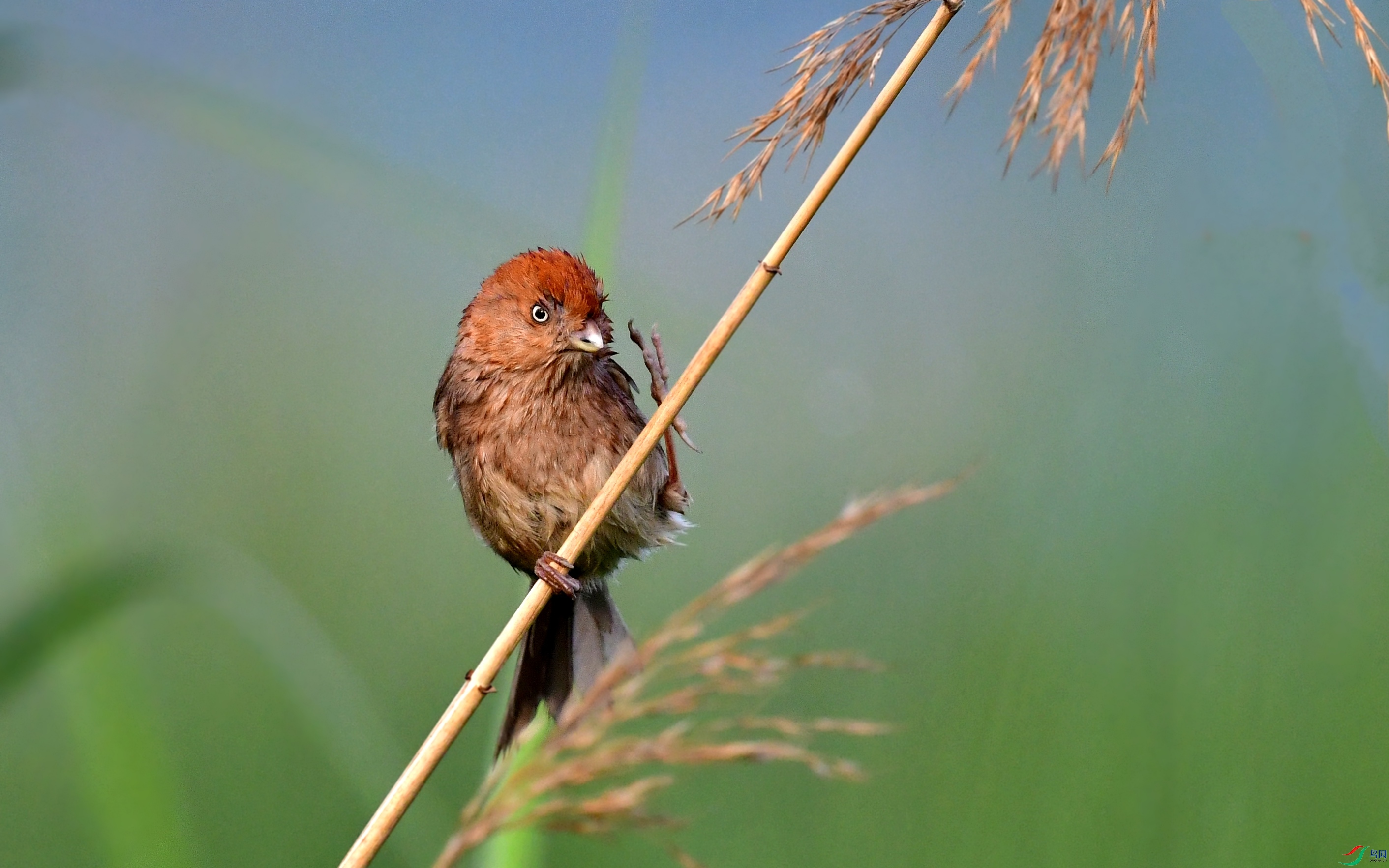 DSC_2098_conew5.jpg