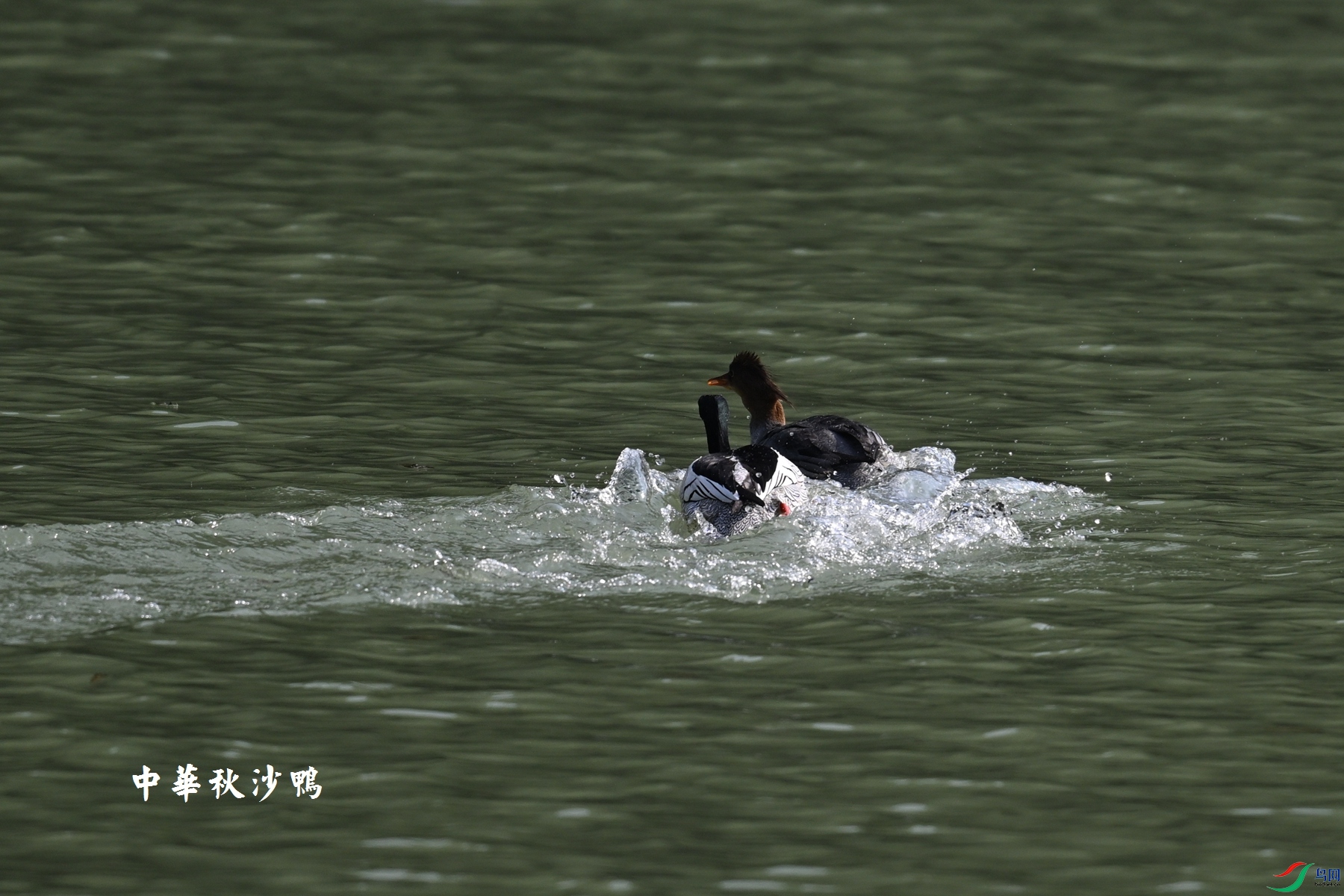 DSC_7378.JPG