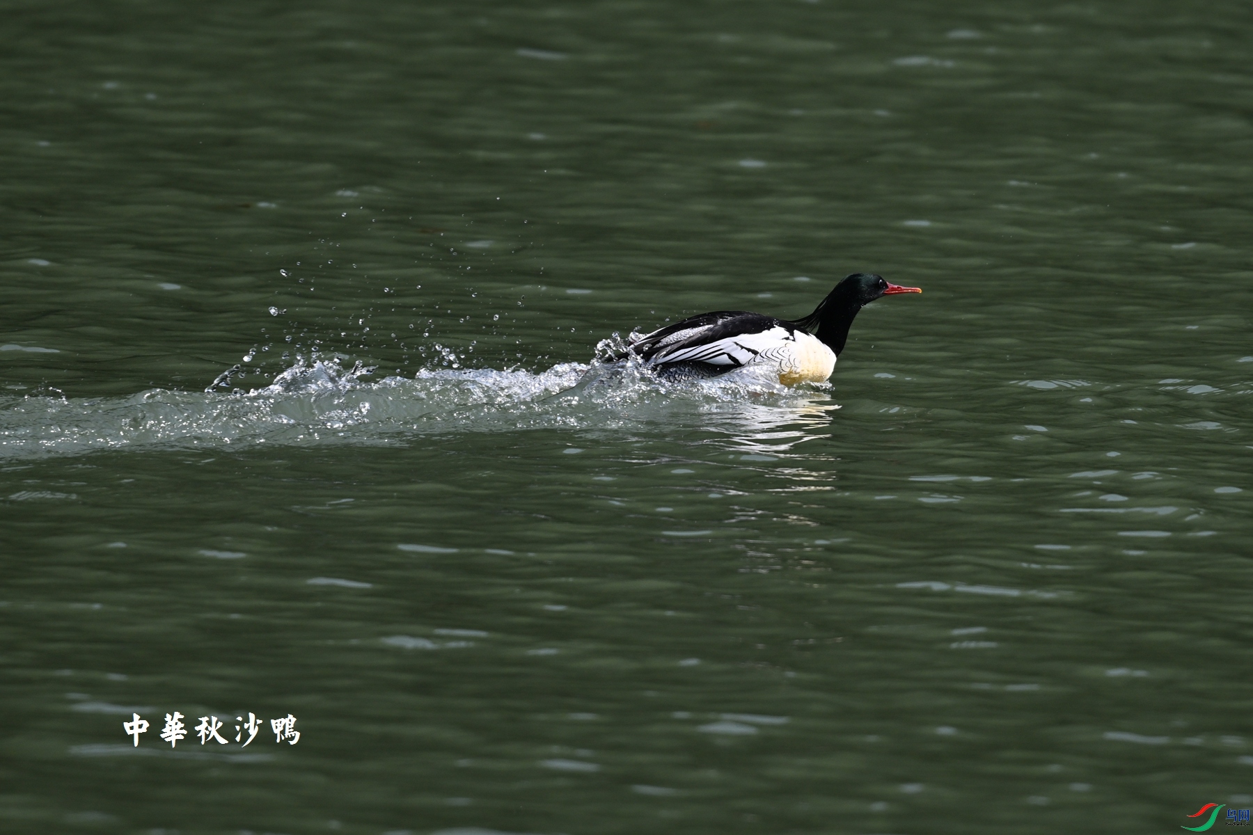 DSC_7350.JPG