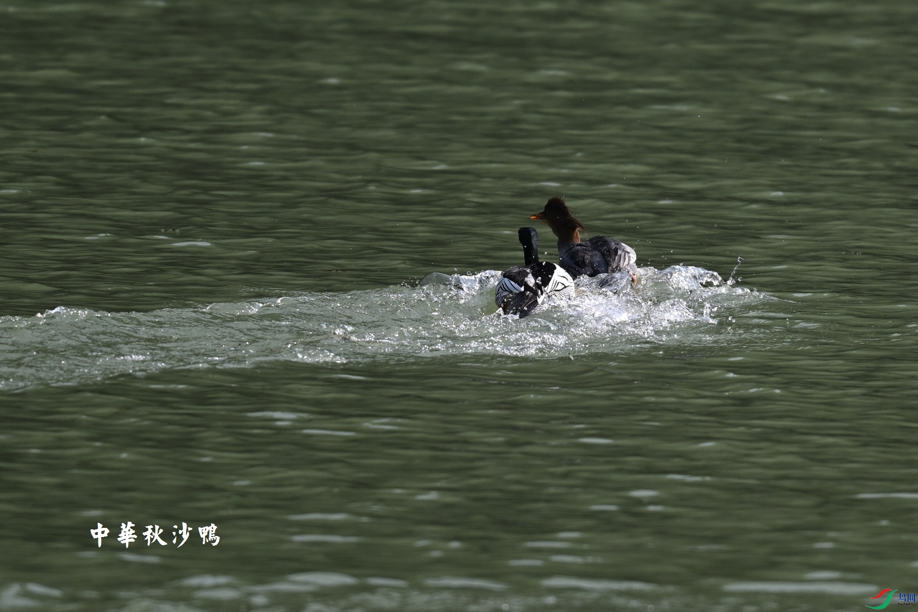 DSC_7377.JPG