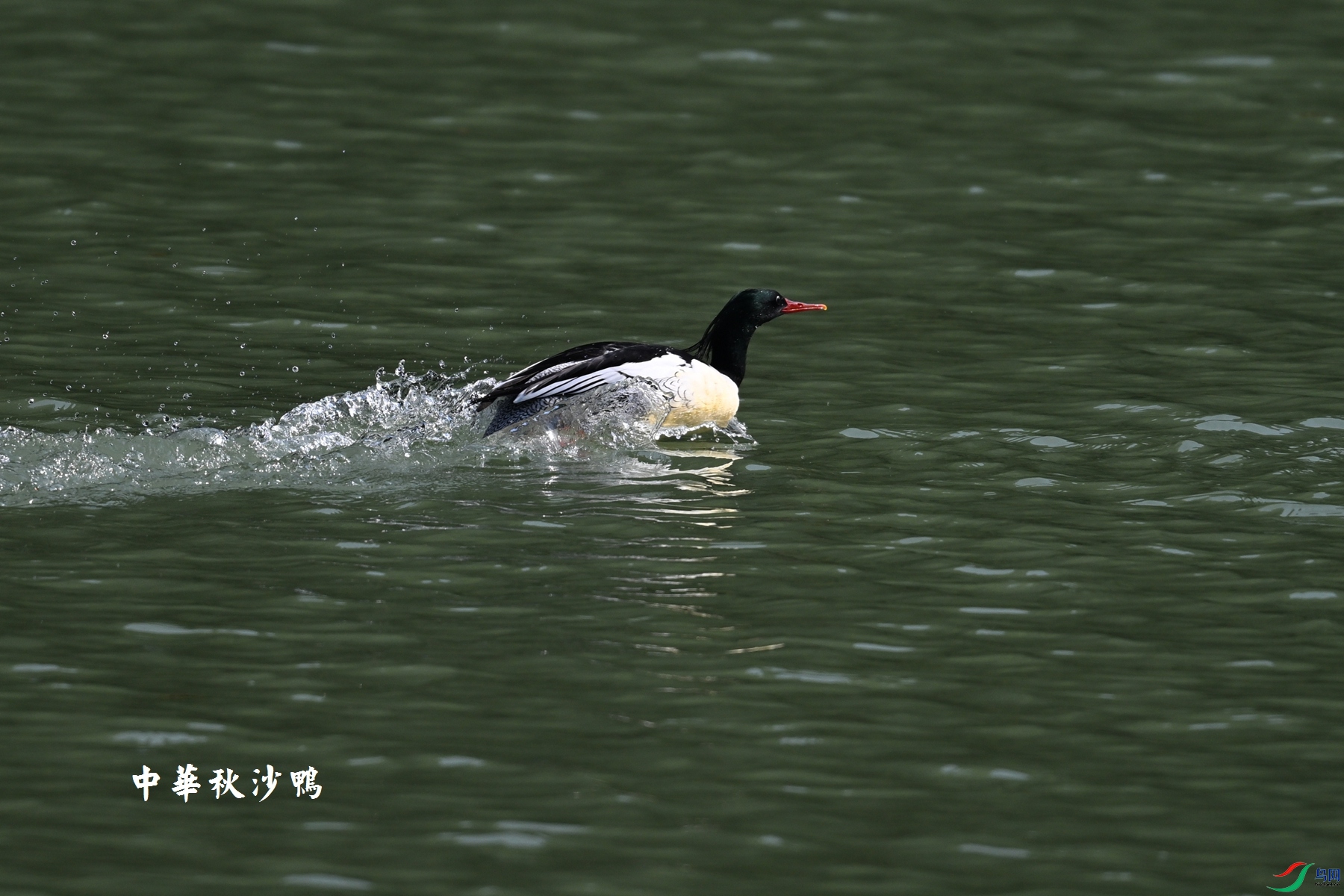 DSC_7351.JPG
