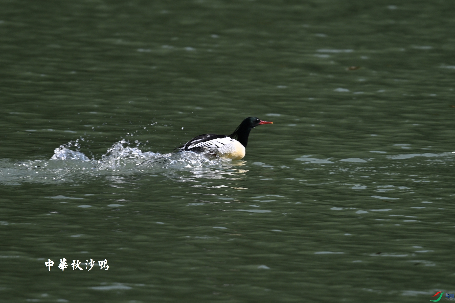 DSC_7353.JPG