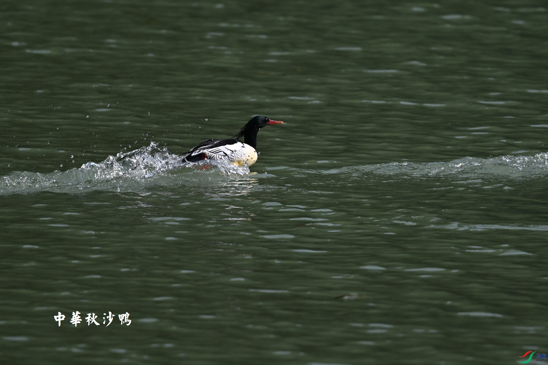 DSC_7356.JPG