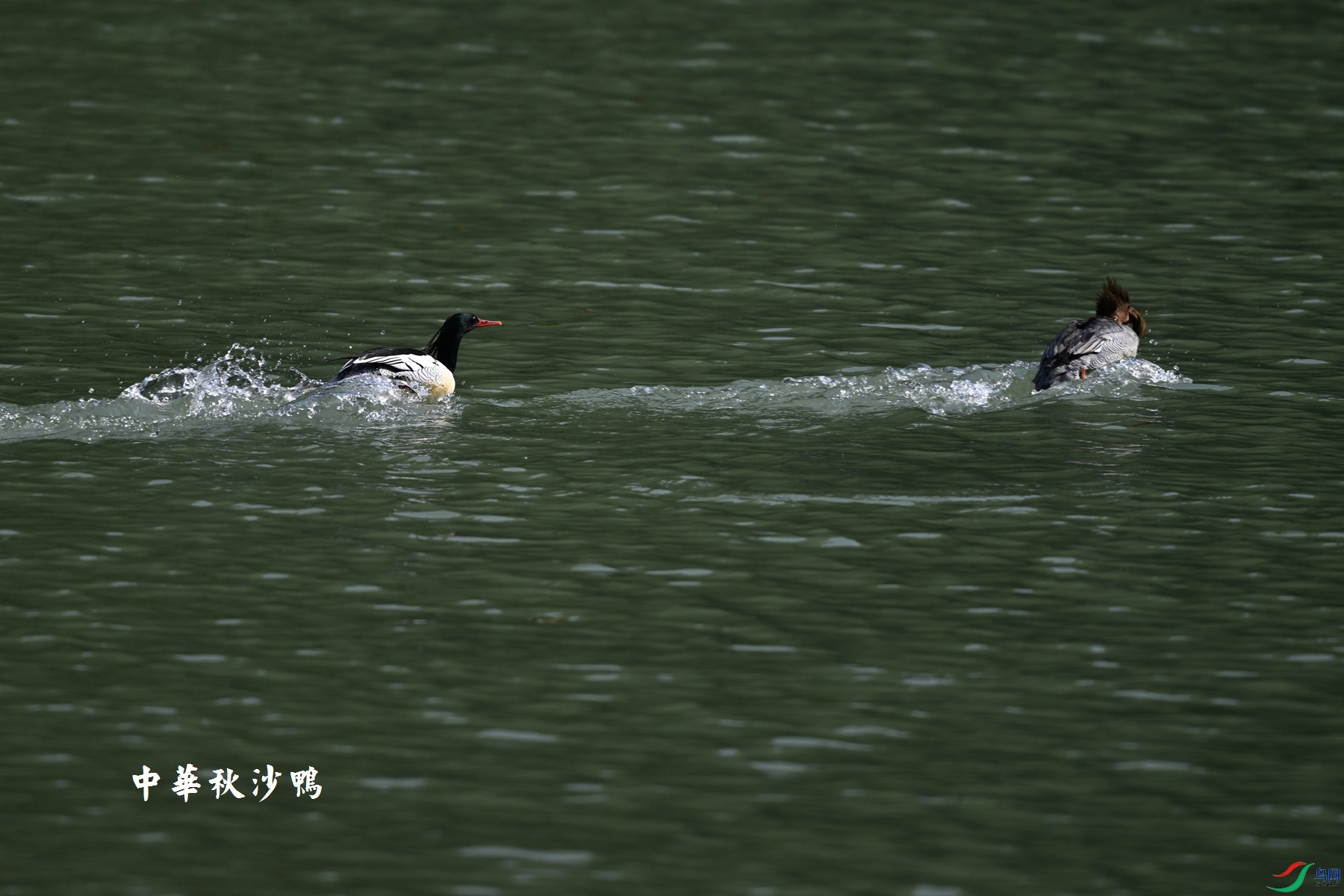 DSC_7357.JPG