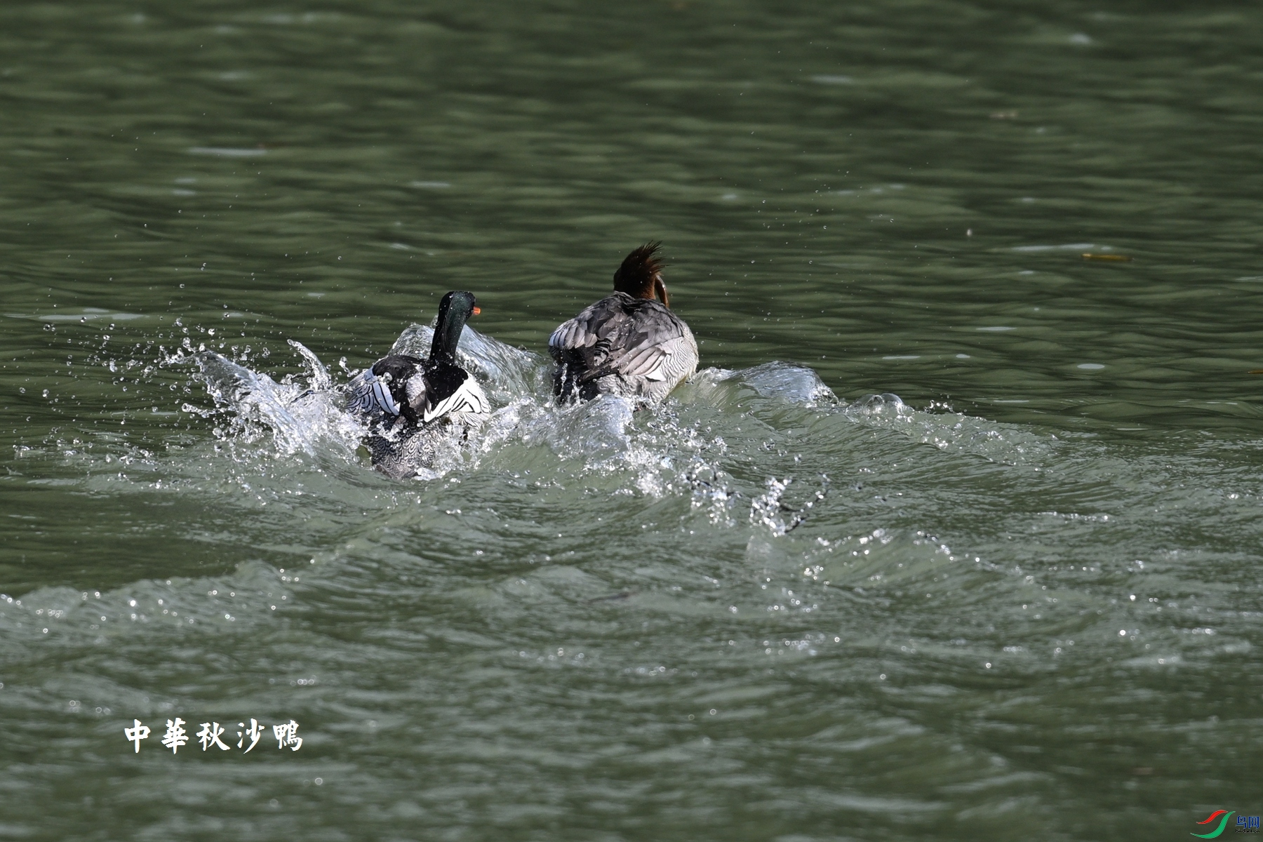 DSC_7364.JPG