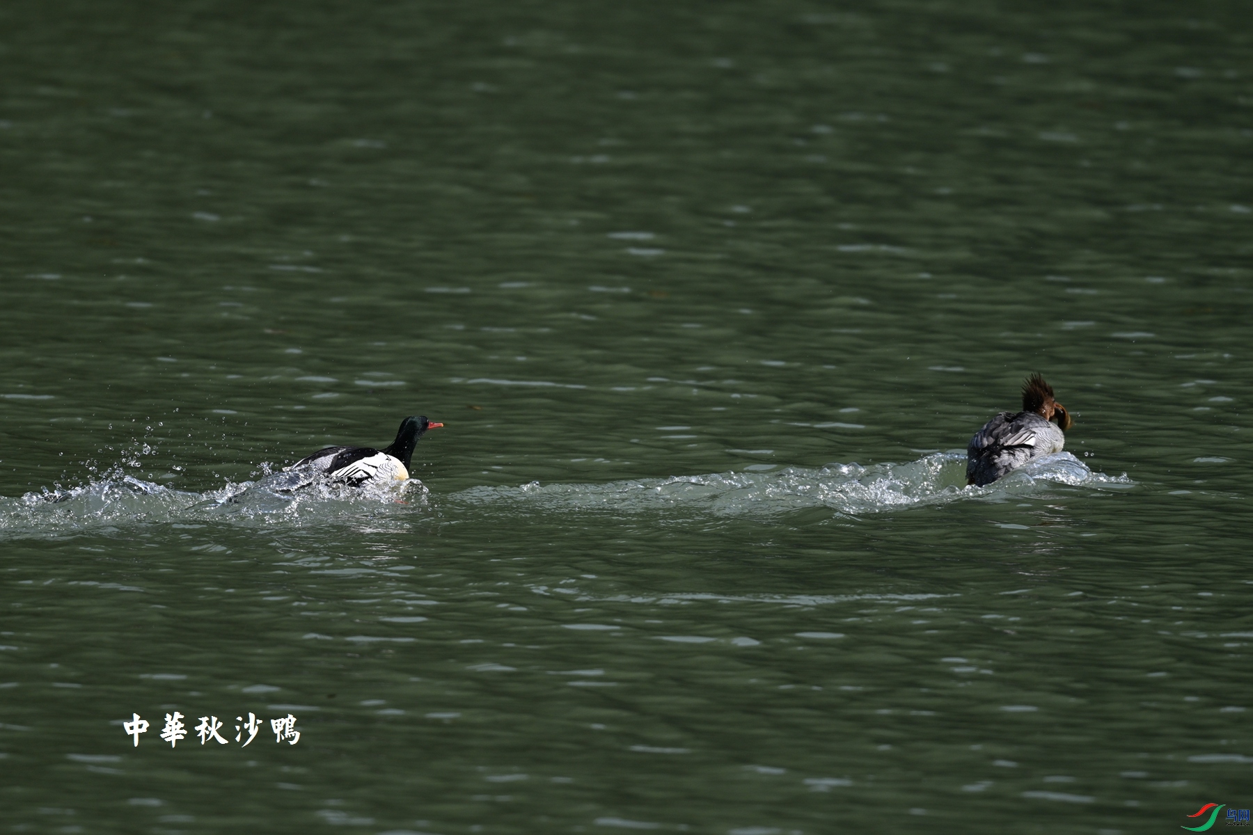 DSC_7358.JPG