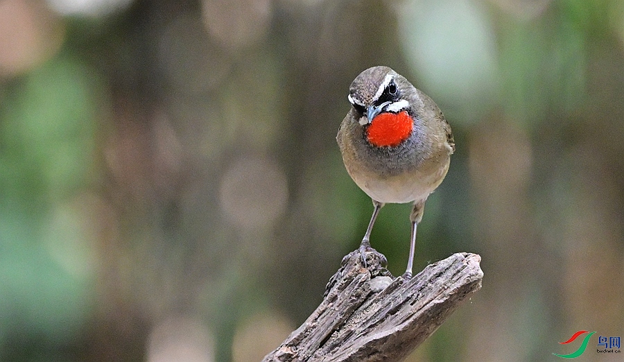 DSC_4653.JPG