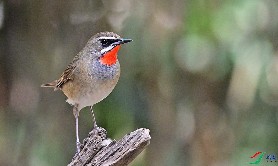 DSC_4705.JPG