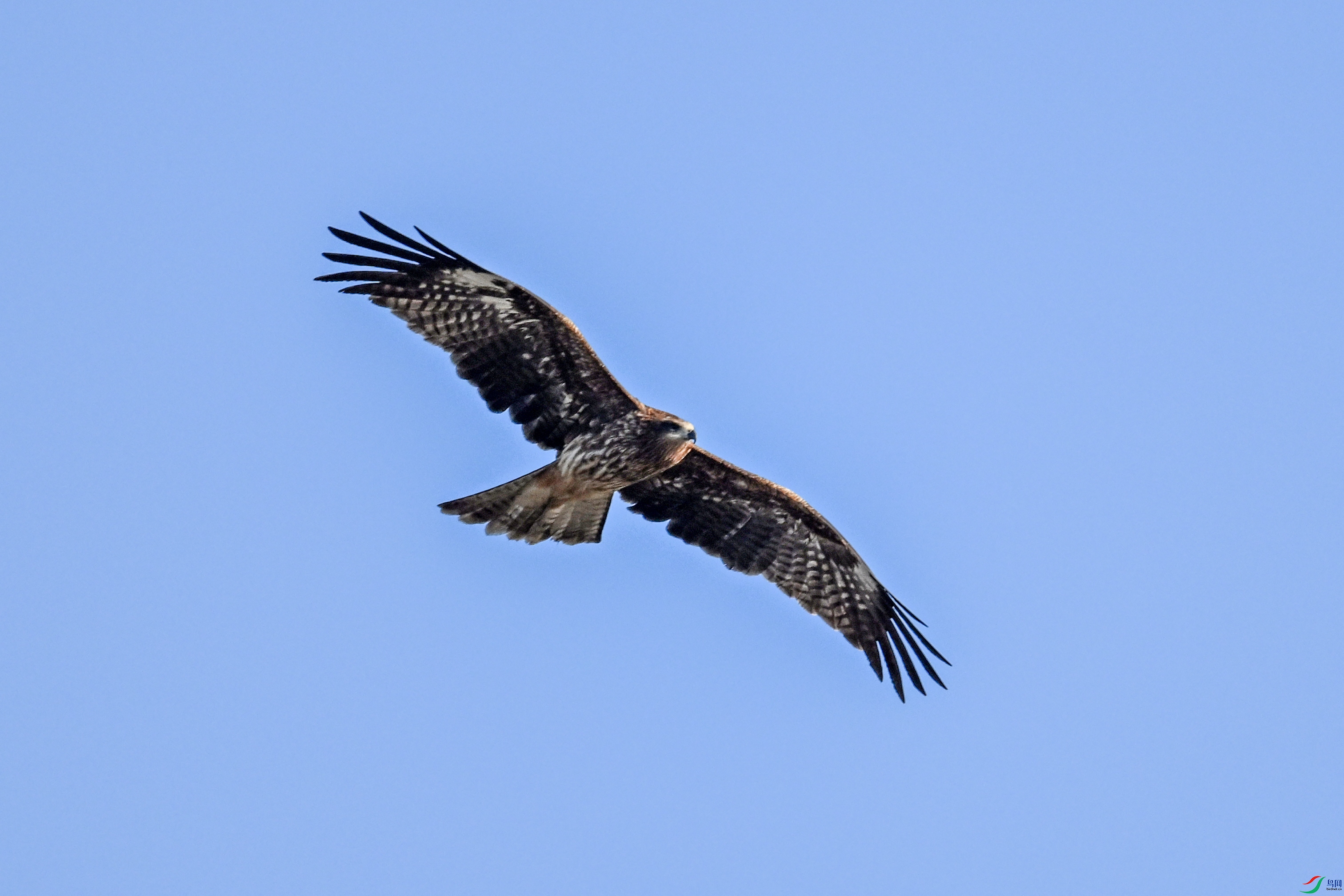 DSC_8523.JPG