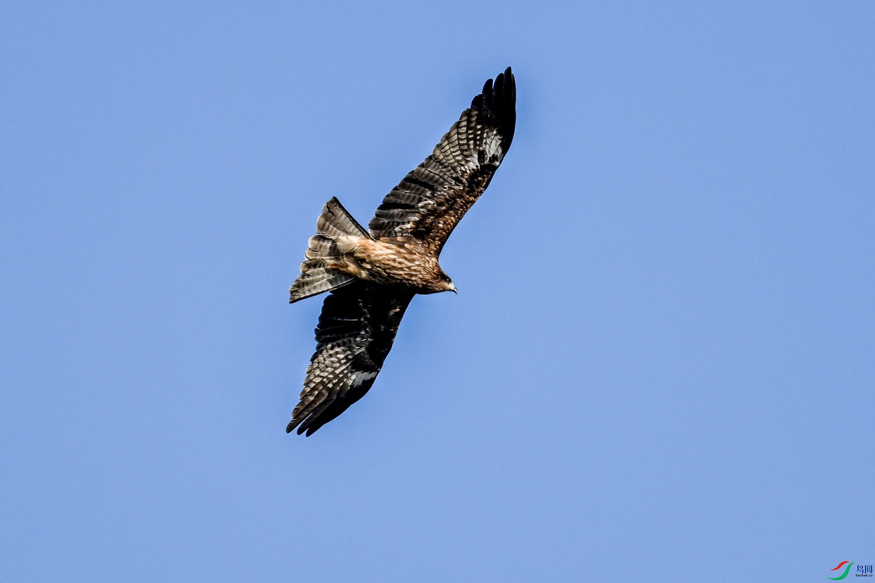 DSC_8519.JPG