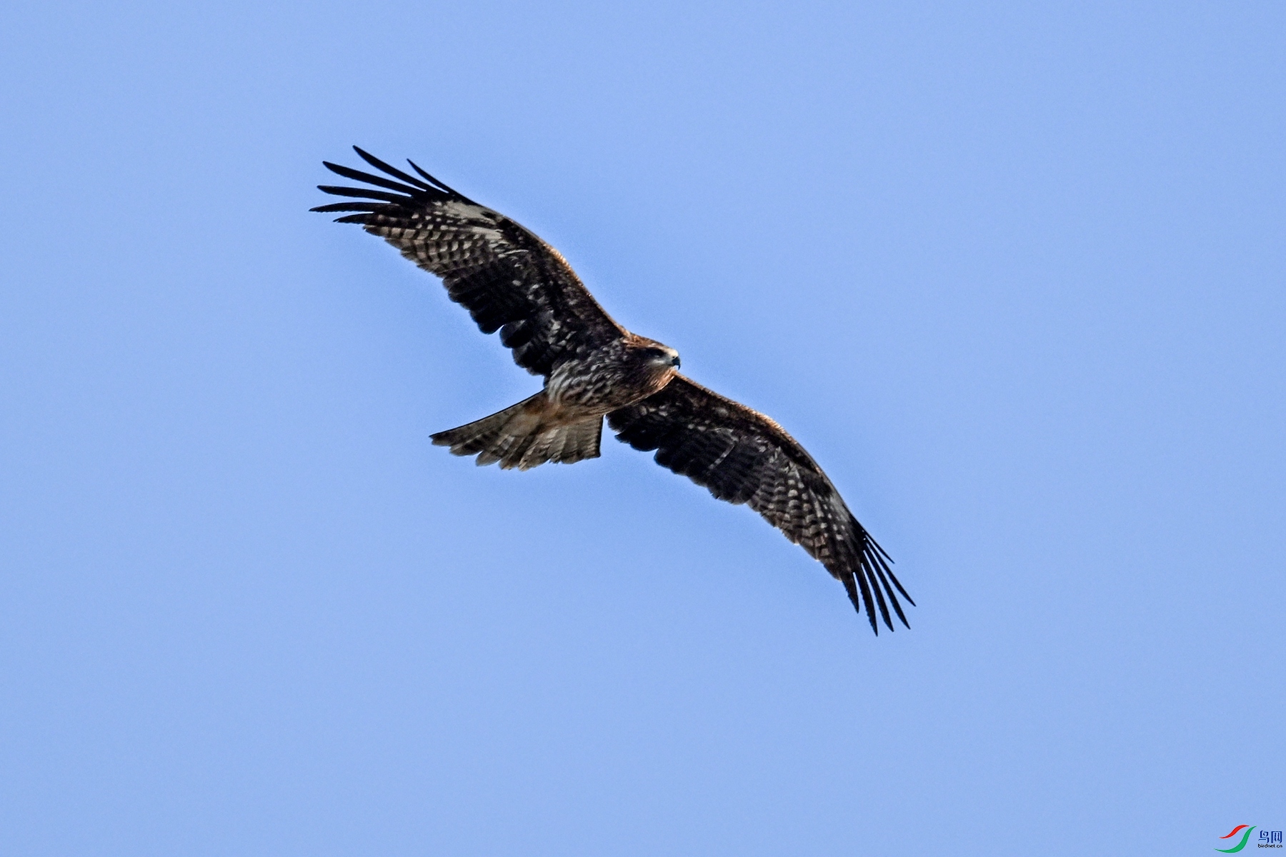 DSC_8524.JPG