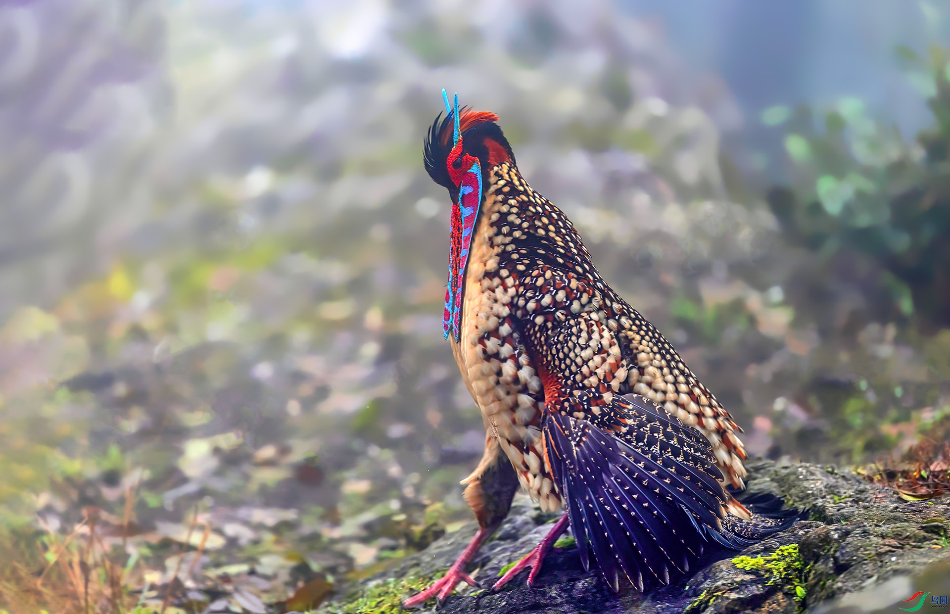 060A3879 ����-Sh----1 .jpg