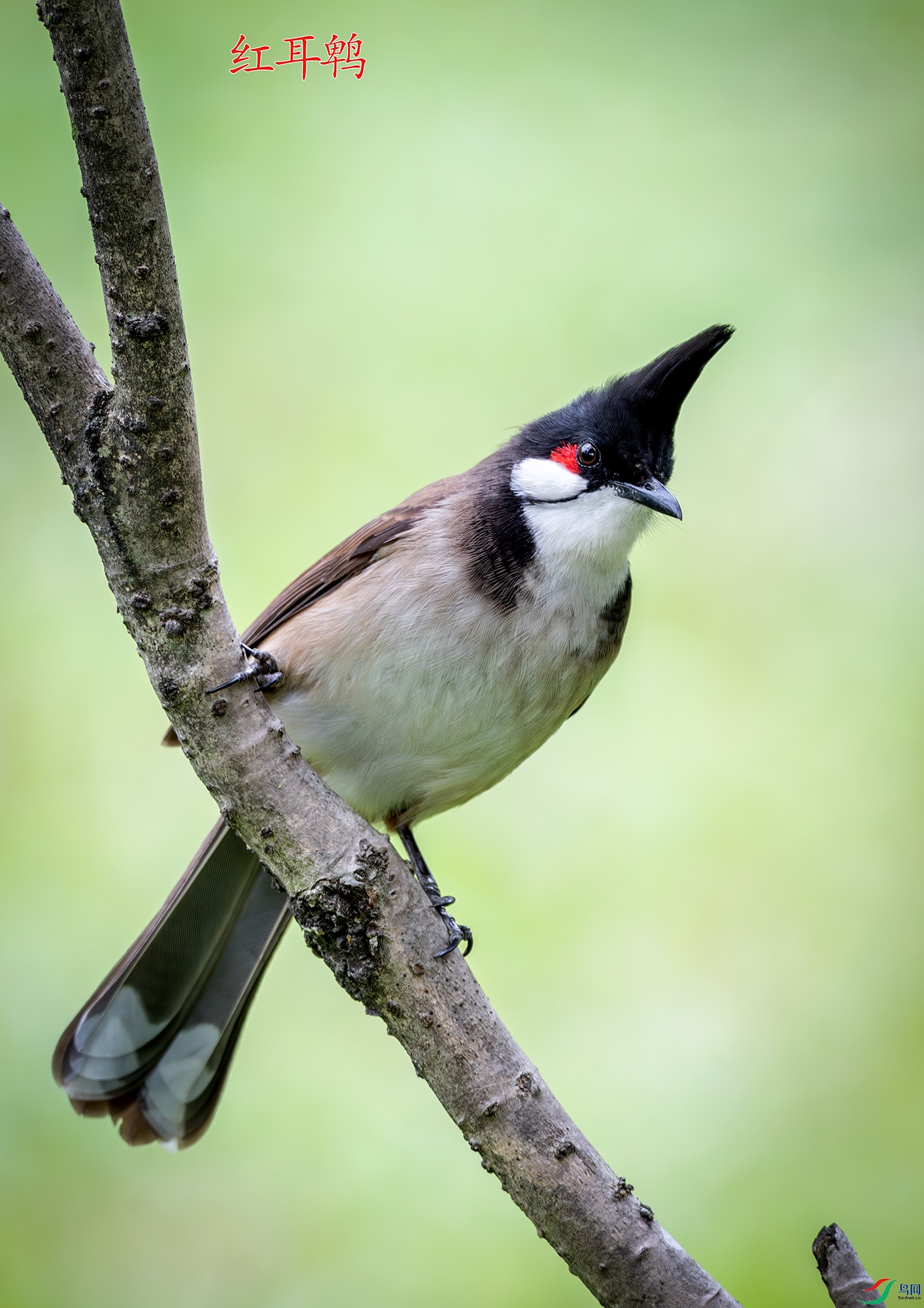 DSC_4065-����ǿ-NR.jpg