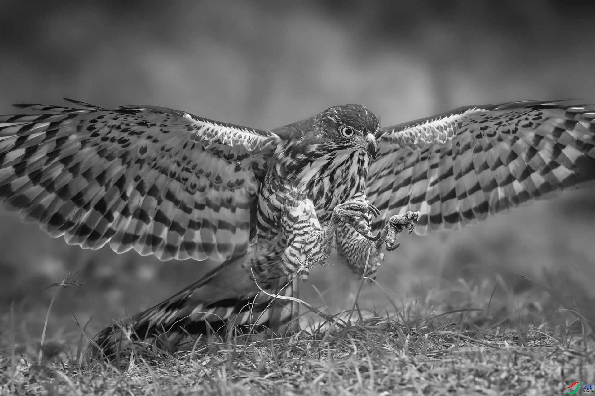 0_D5D0868-NEF_DxO_DeepPRIME0.jpg