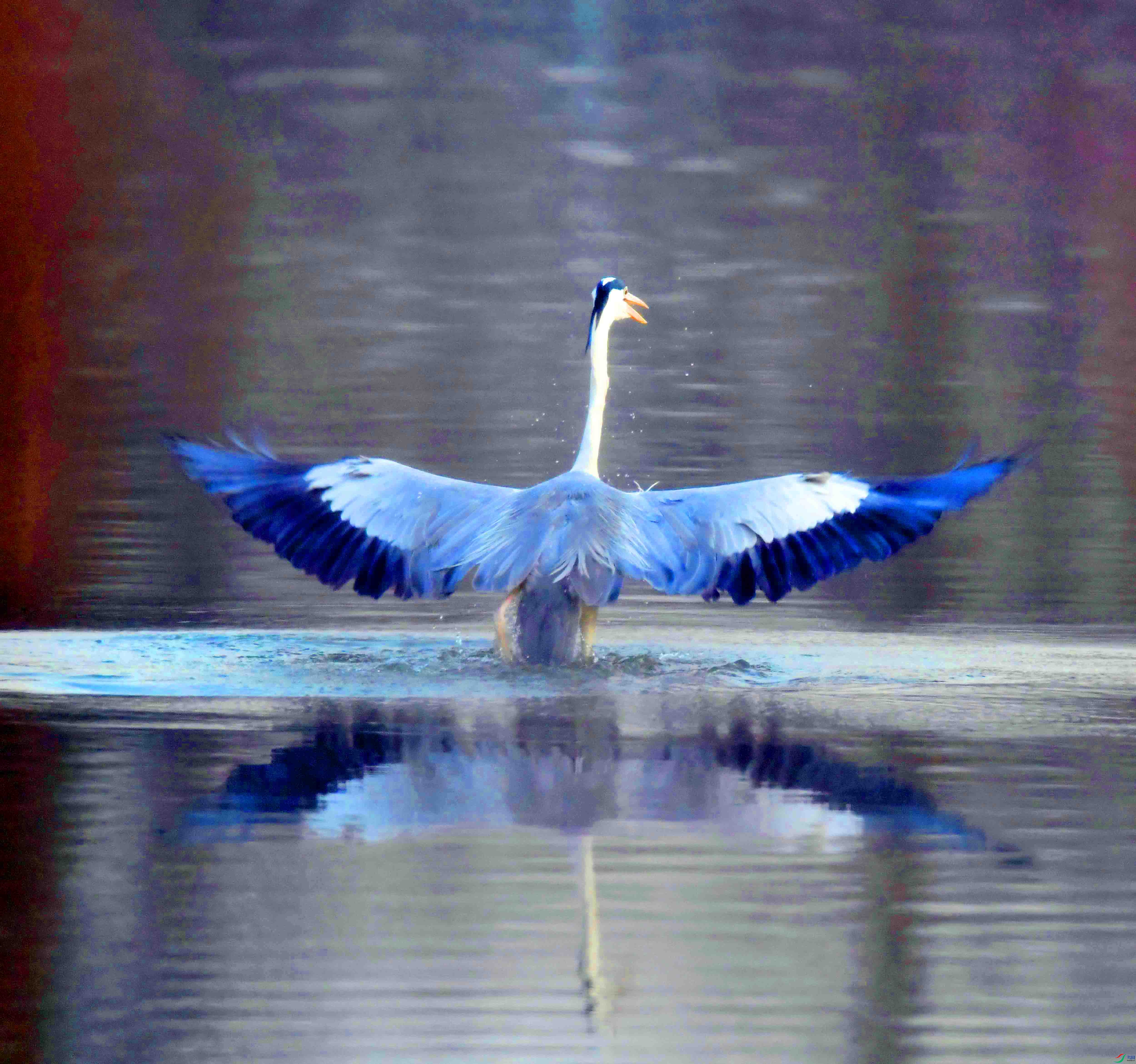 DSC_0202.JPG