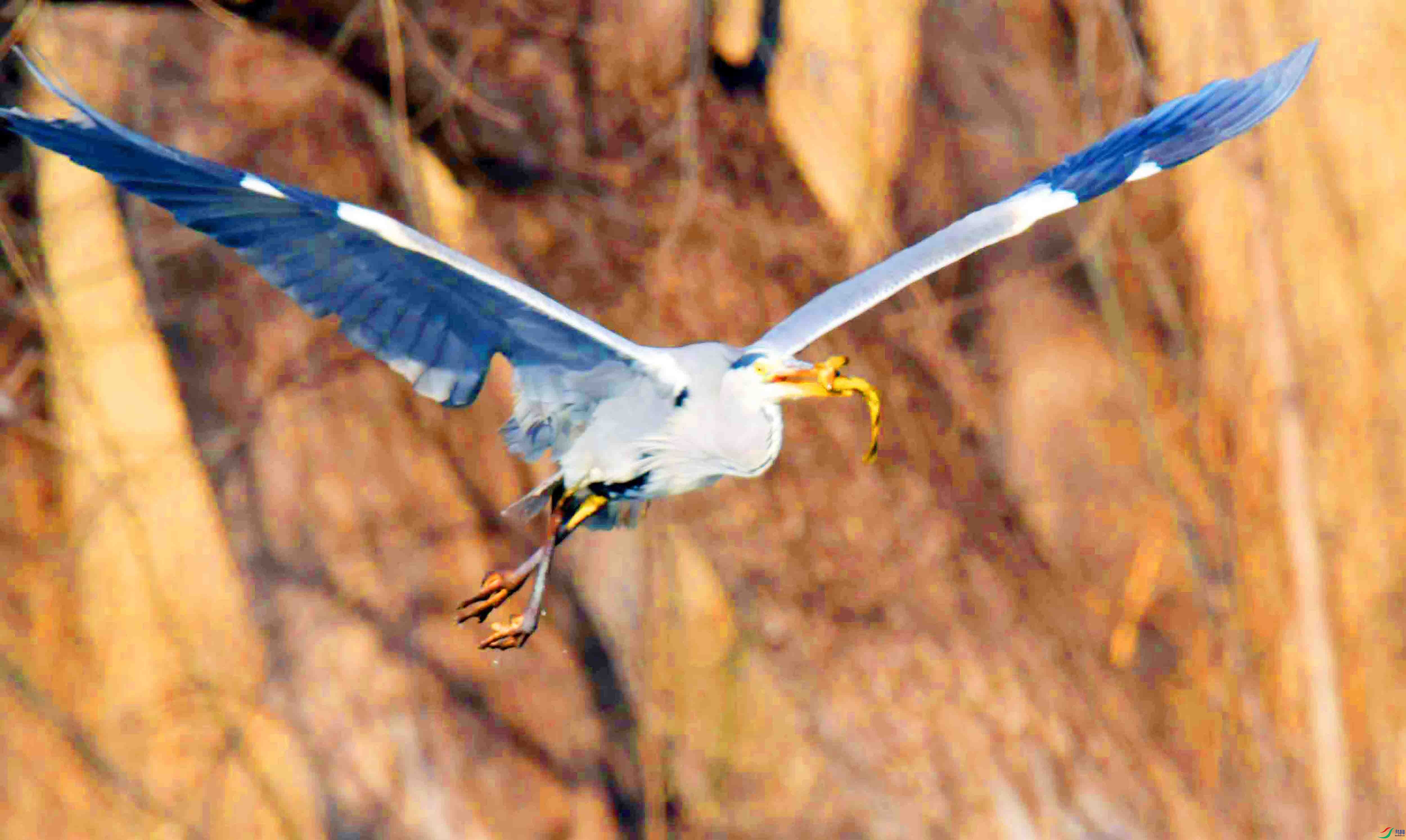 DSC_2347.JPG