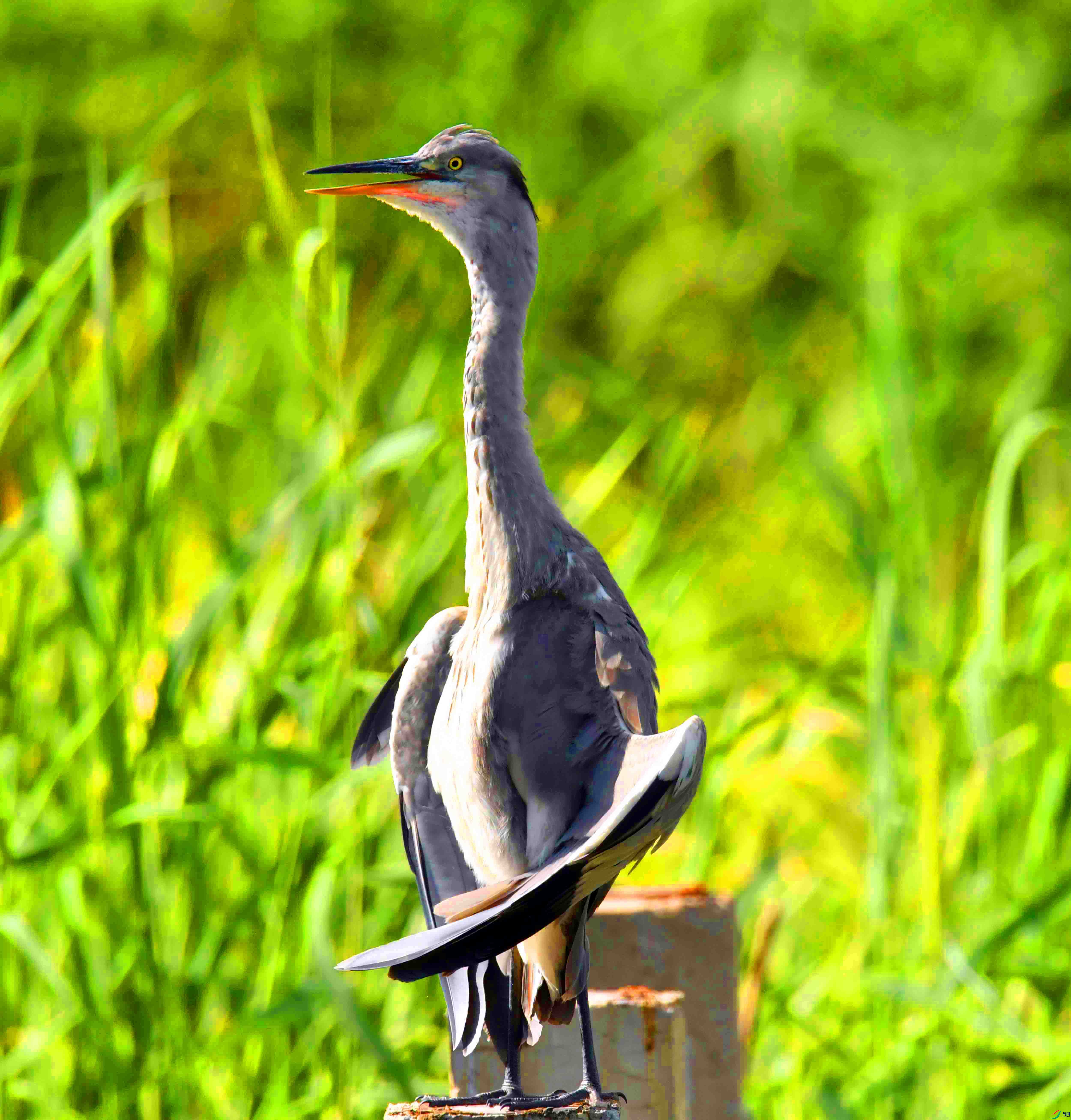DSC_2558.JPG