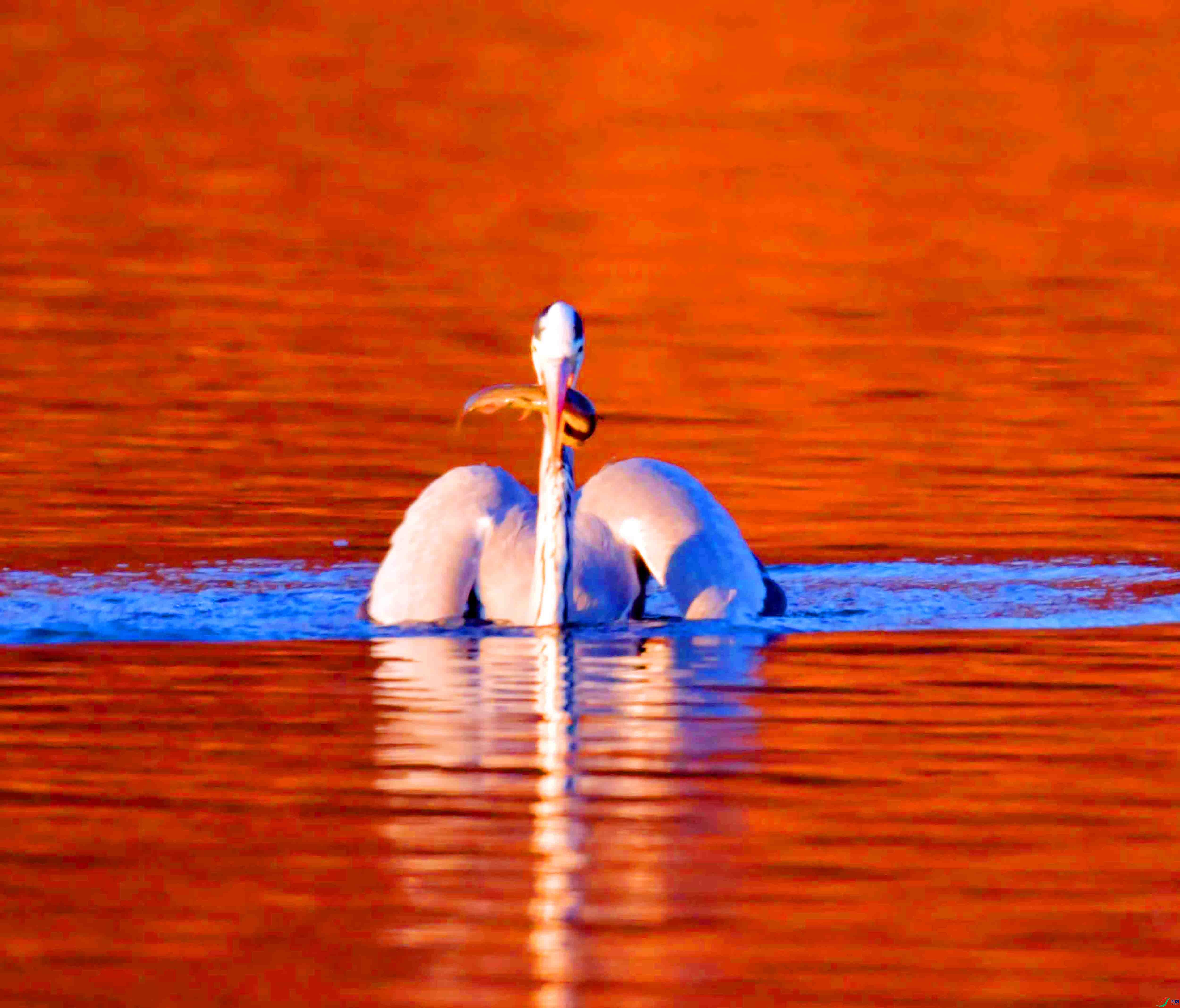 DSC_2601.JPG