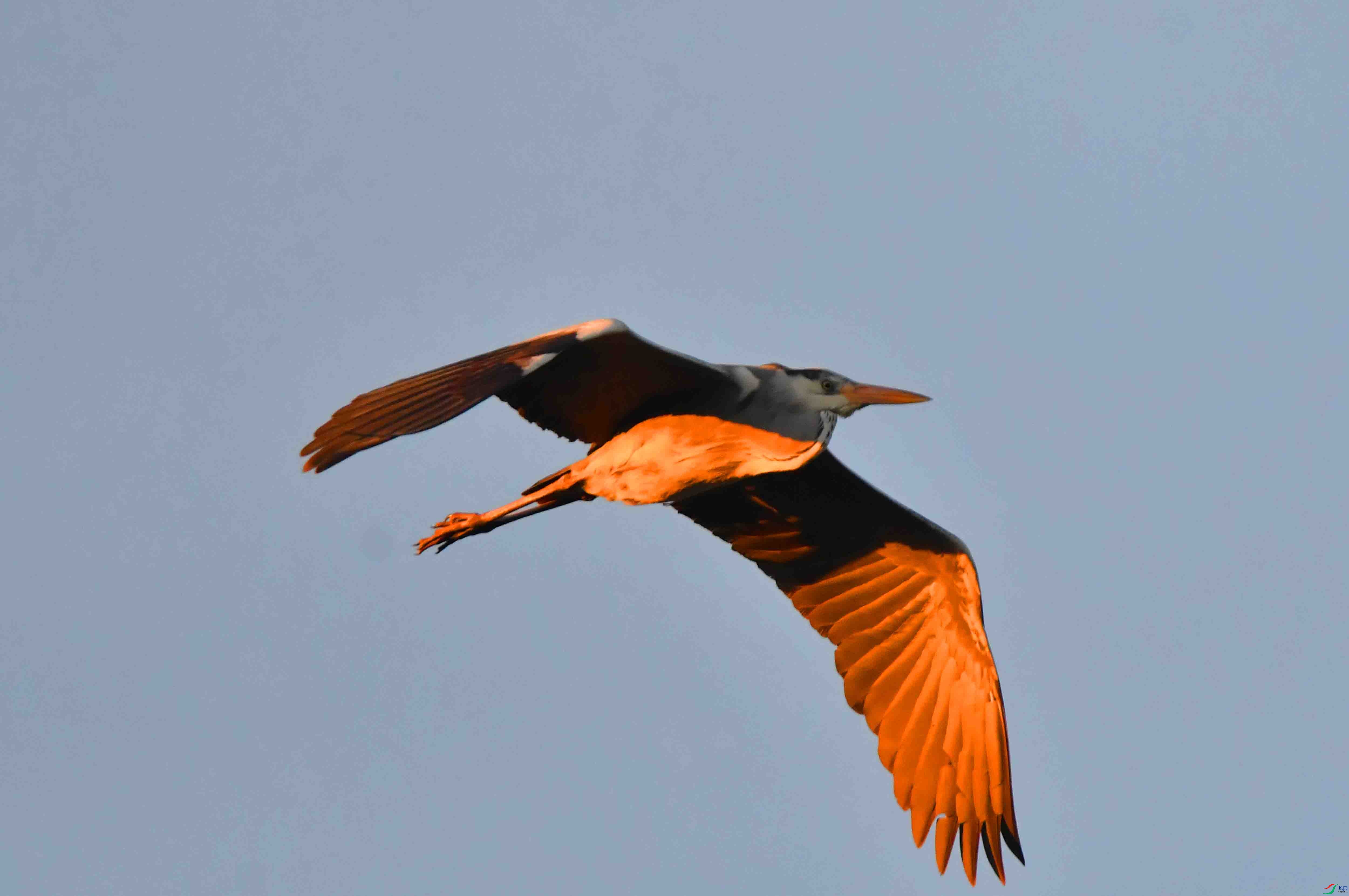 DSC_9624.JPG