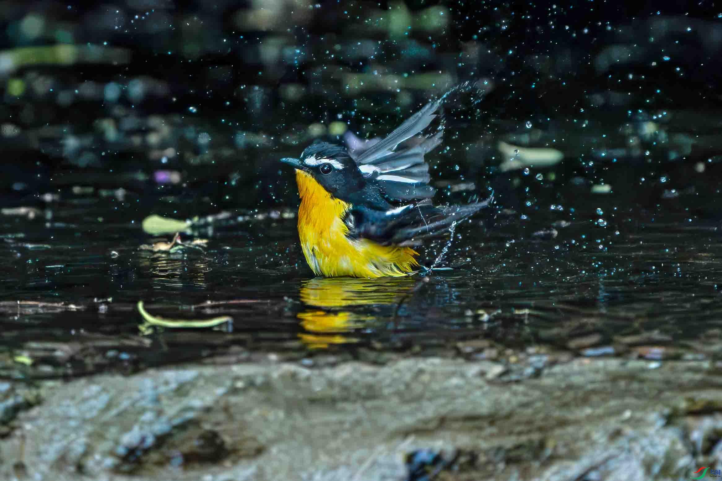 _DSC7525-.jpg