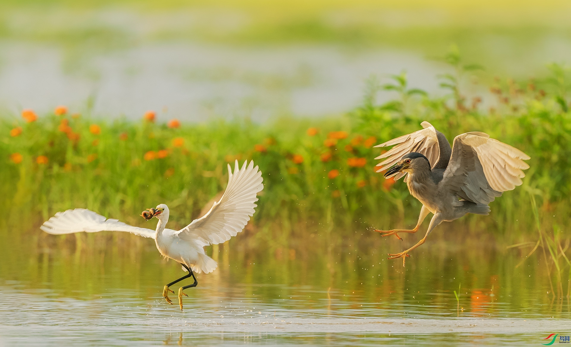 ҹ����С����