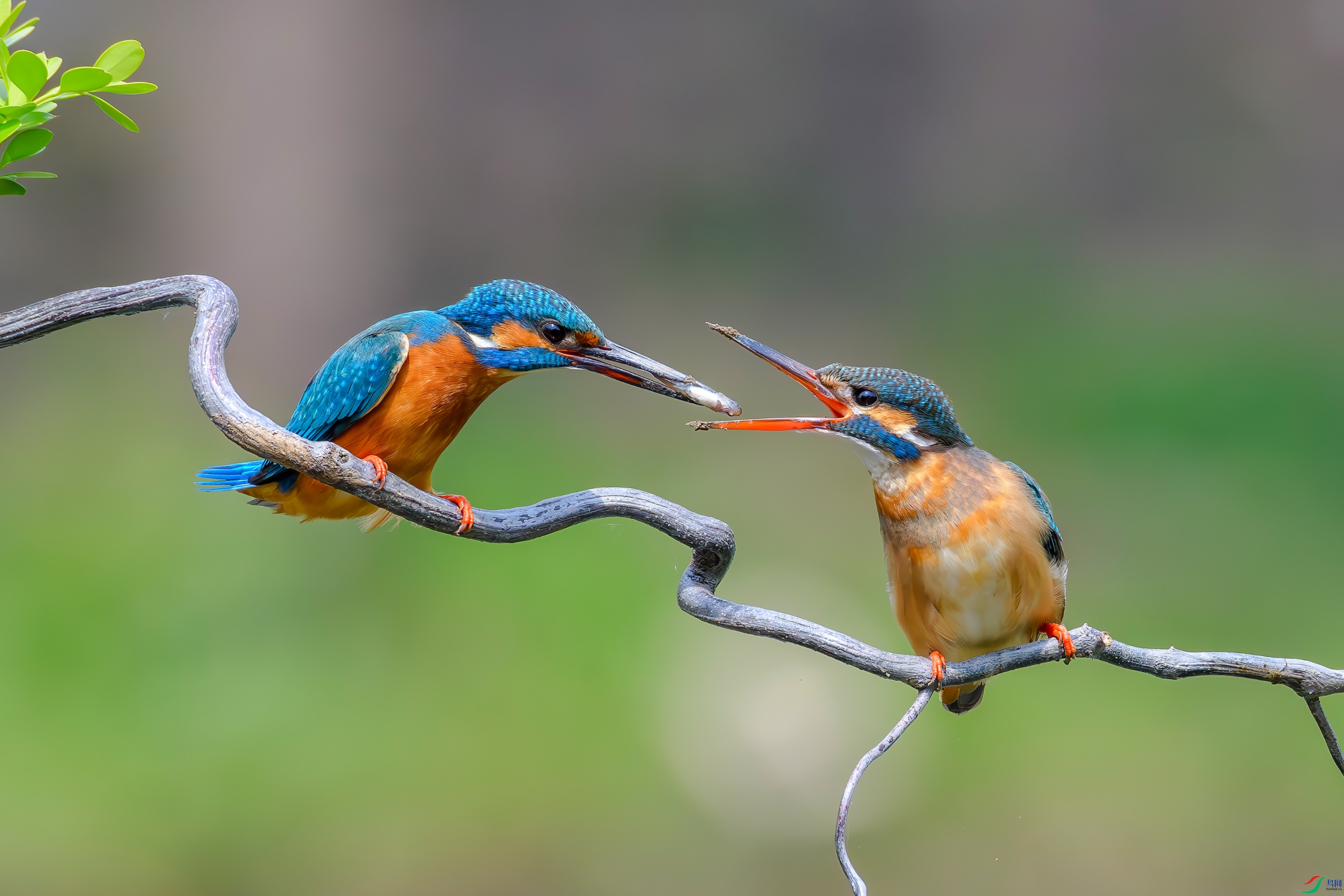 DSC_1031-BA.jpg