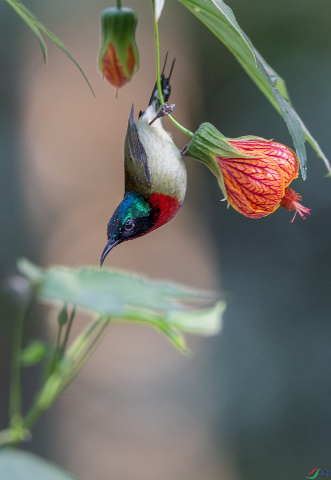 DSC_6755-����ǿ-NR.jpg