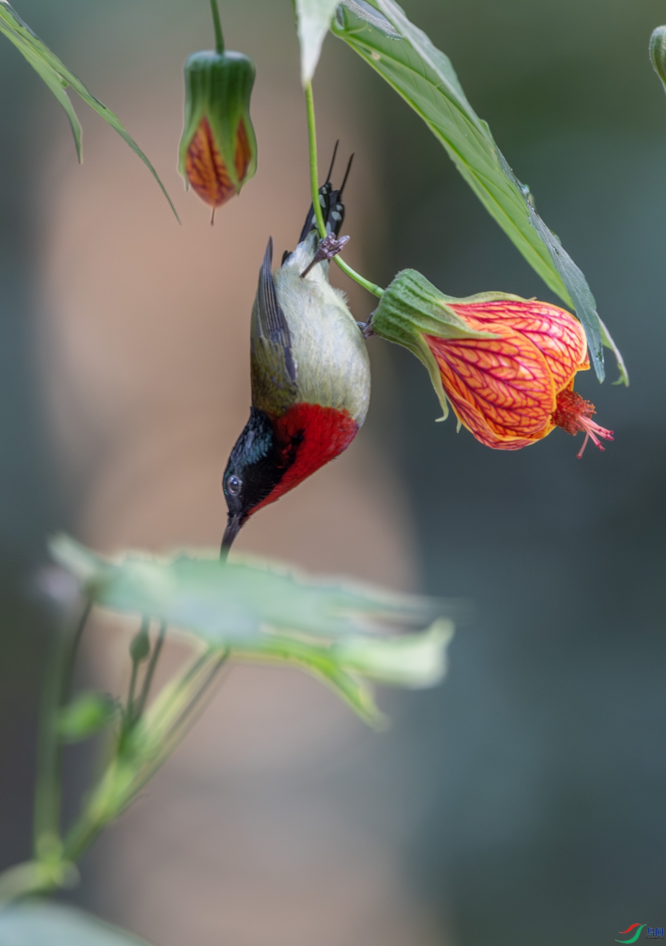 DSC_6752-����ǿ-NR.jpg