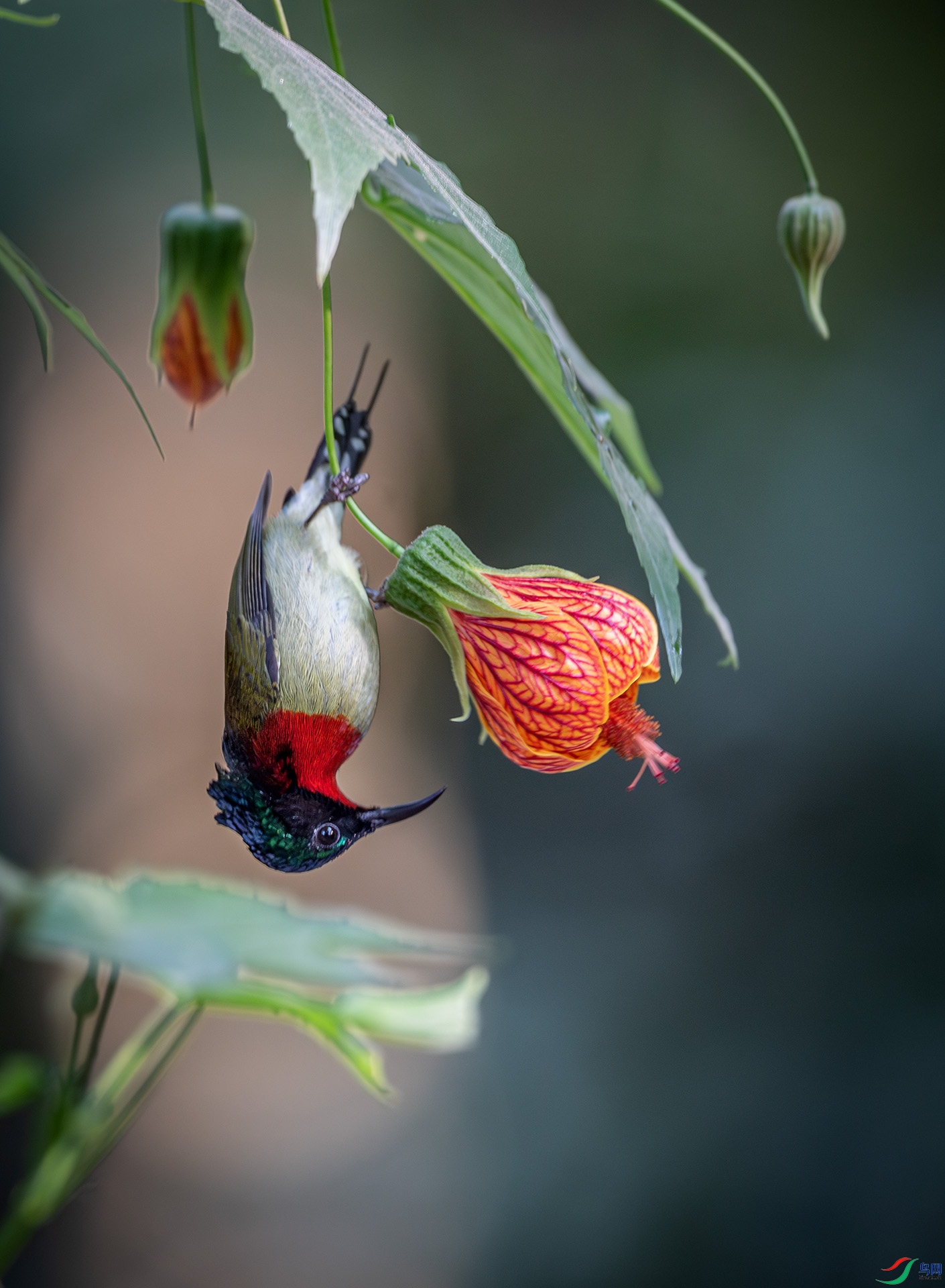 DSC_6749-����ǿ-NR-1.jpg