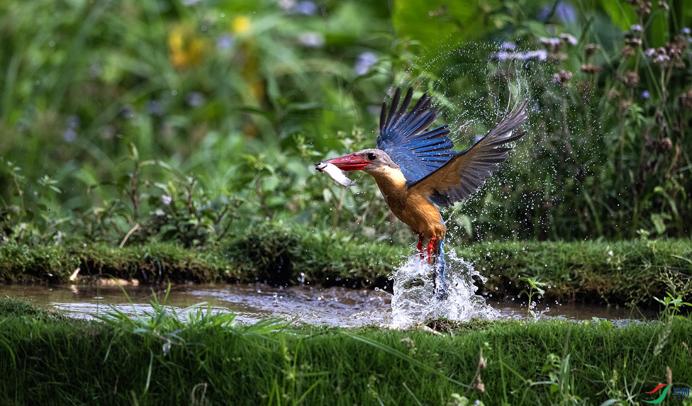 DSC_3298 ����.jpg