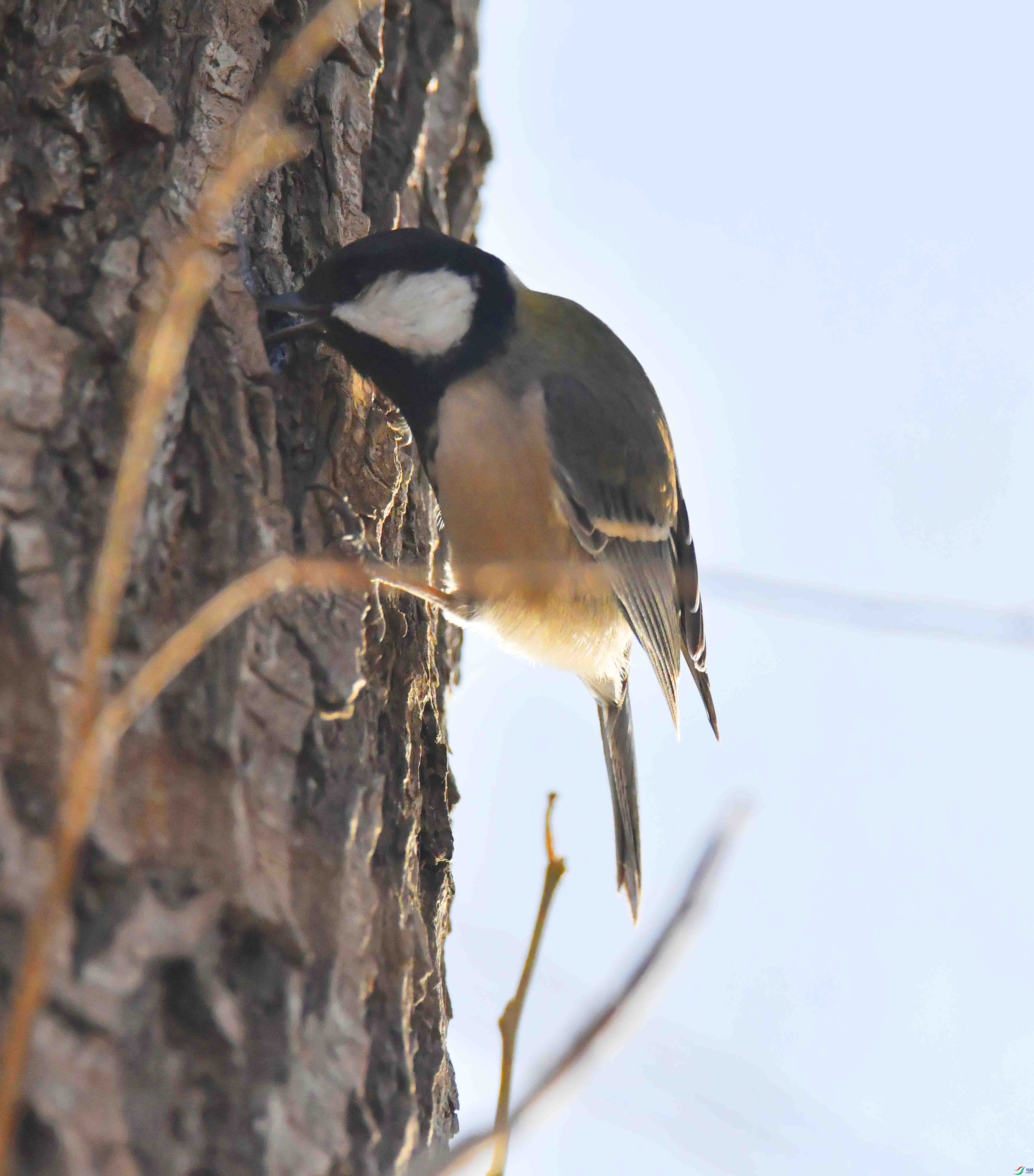 DSC_0103.JPG
