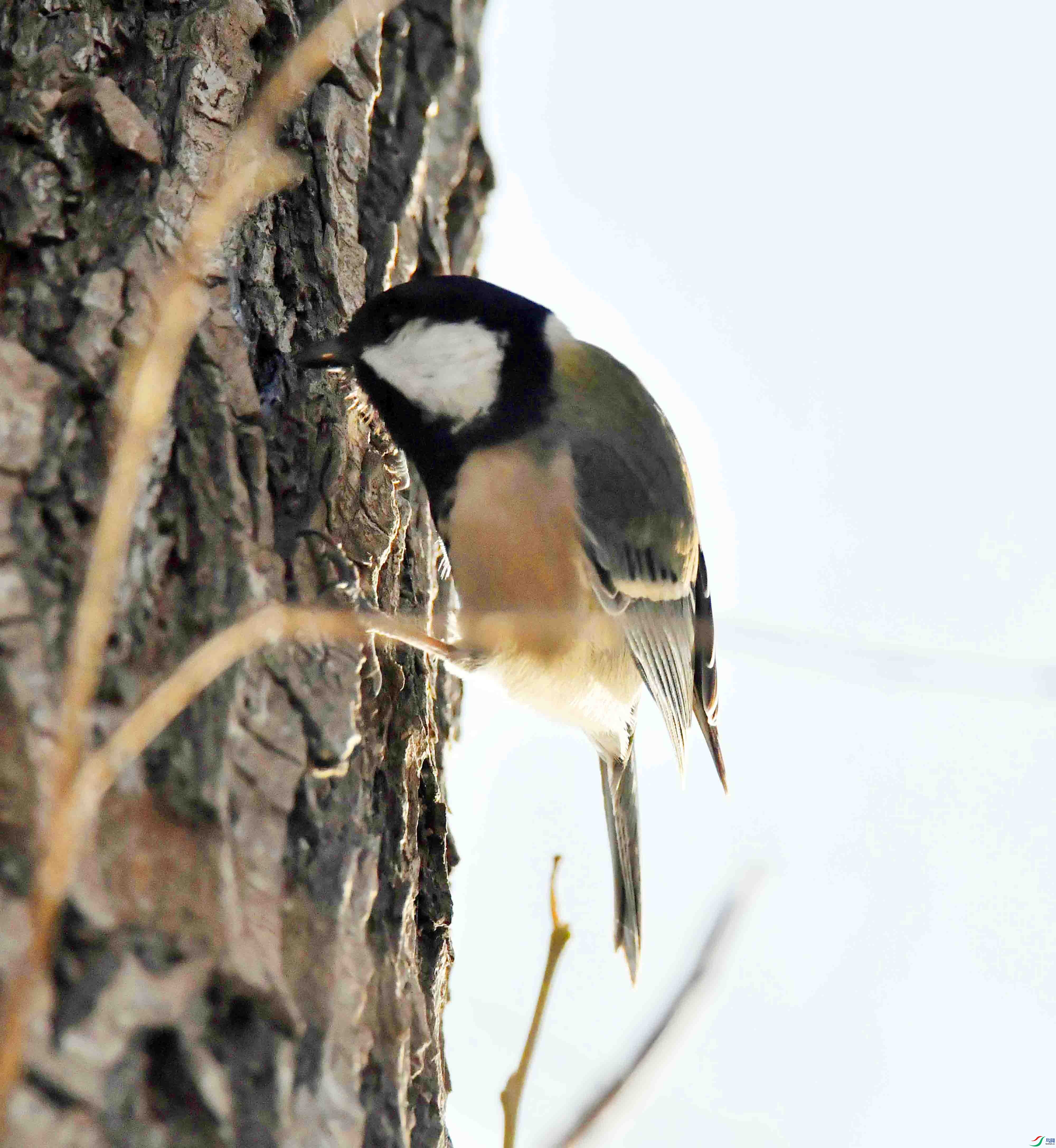 DSC_0102.JPG