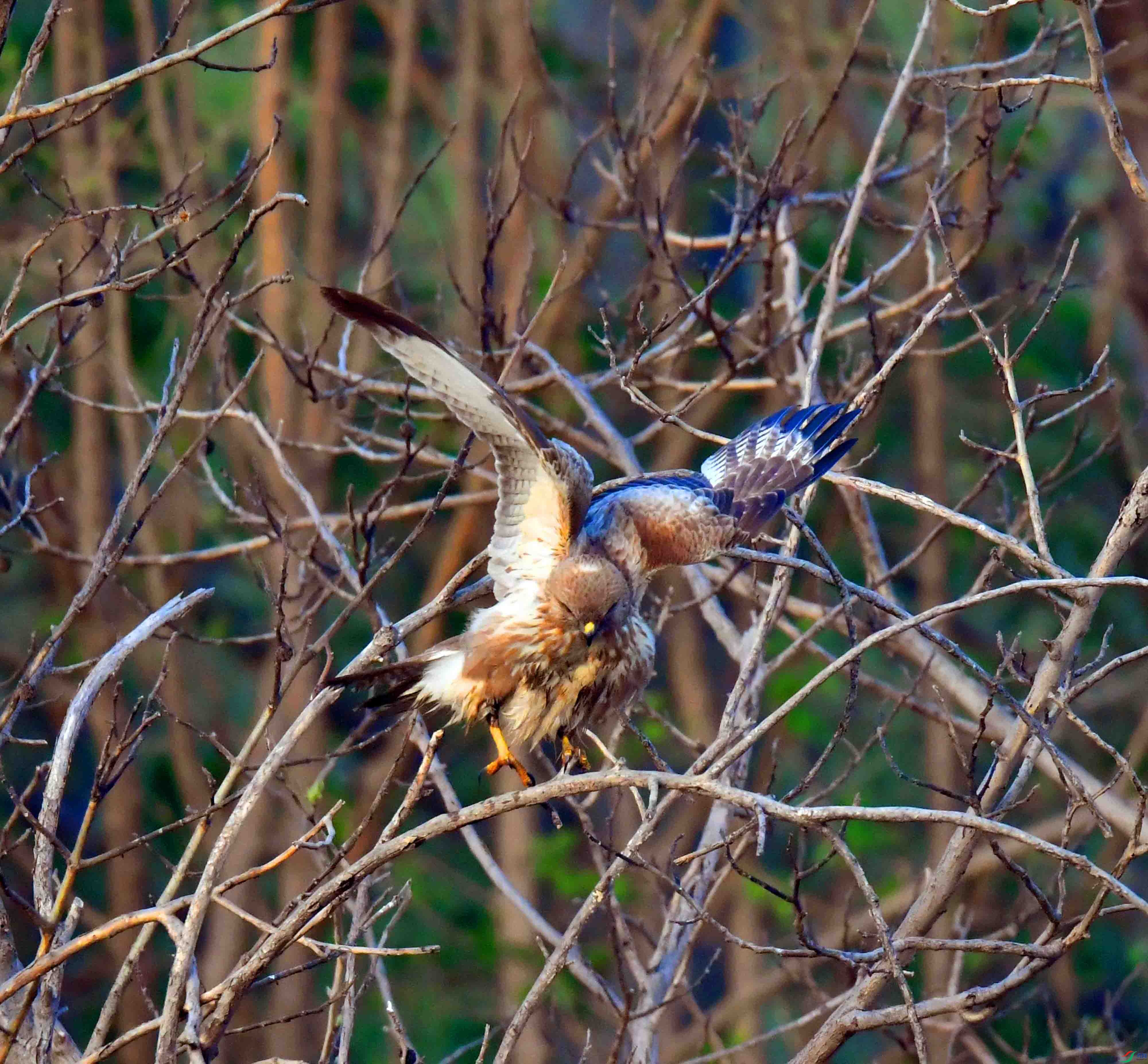 DSC_2652.JPG
