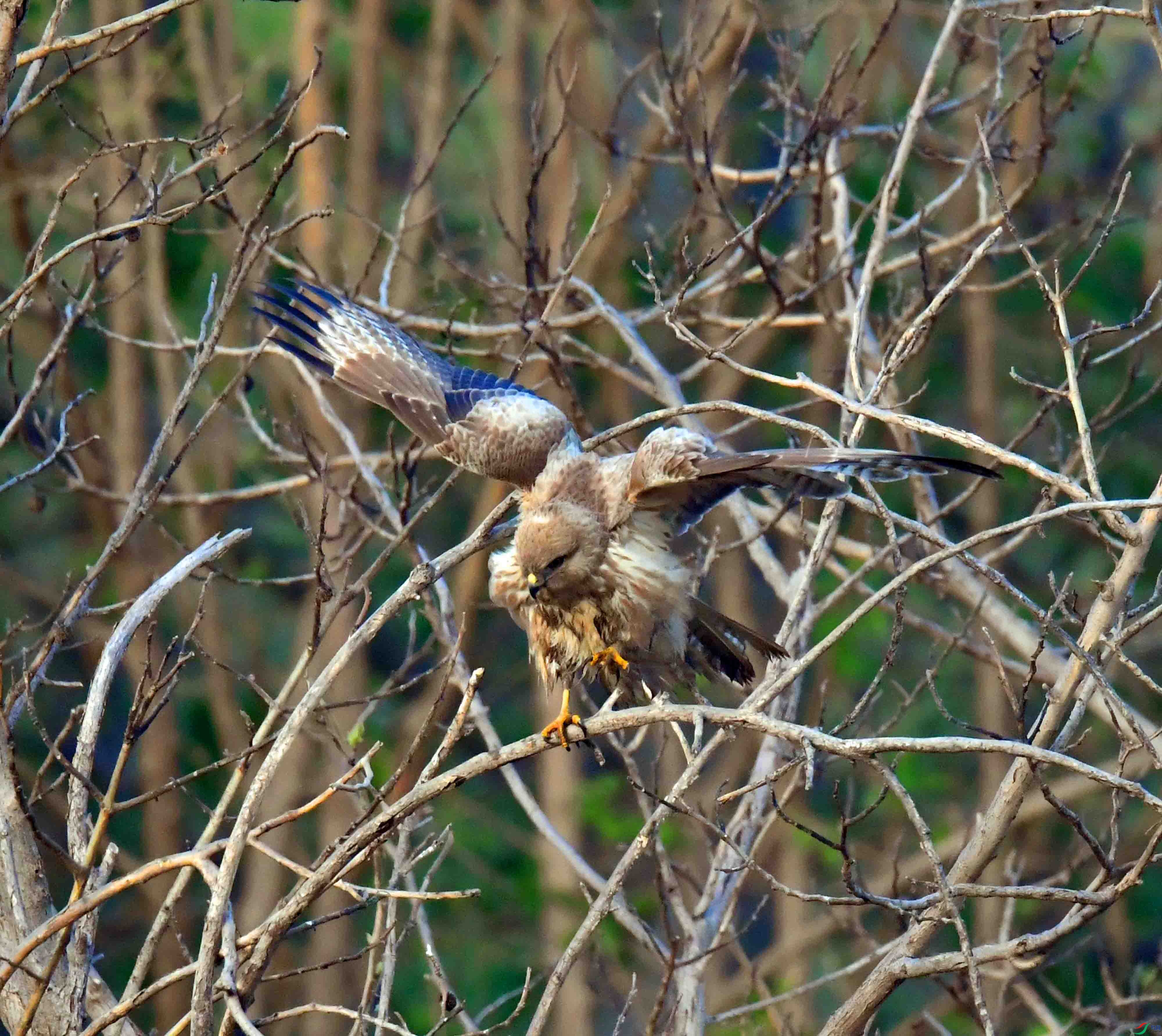 DSC_2657.JPG