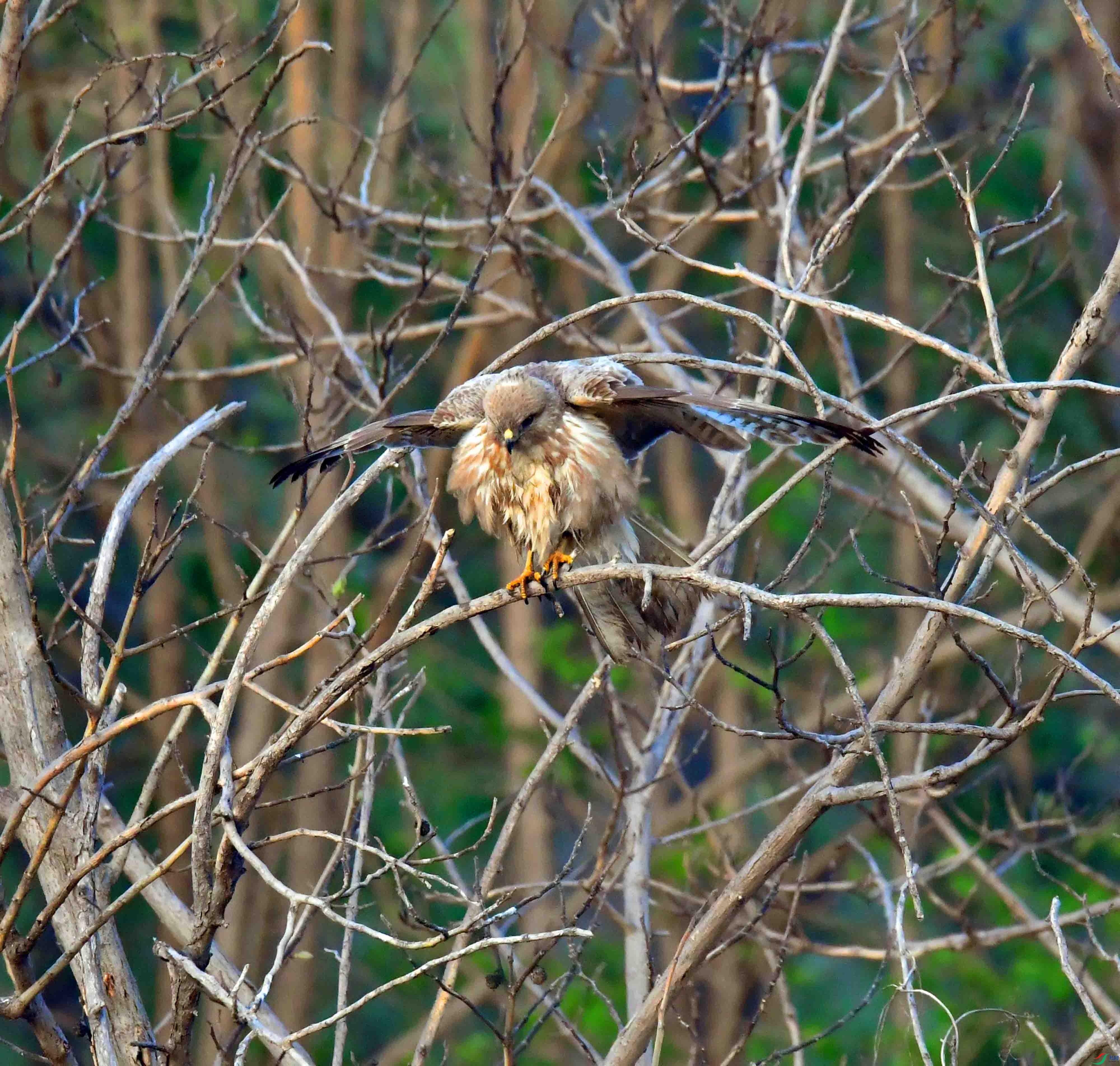 DSC_2665.JPG