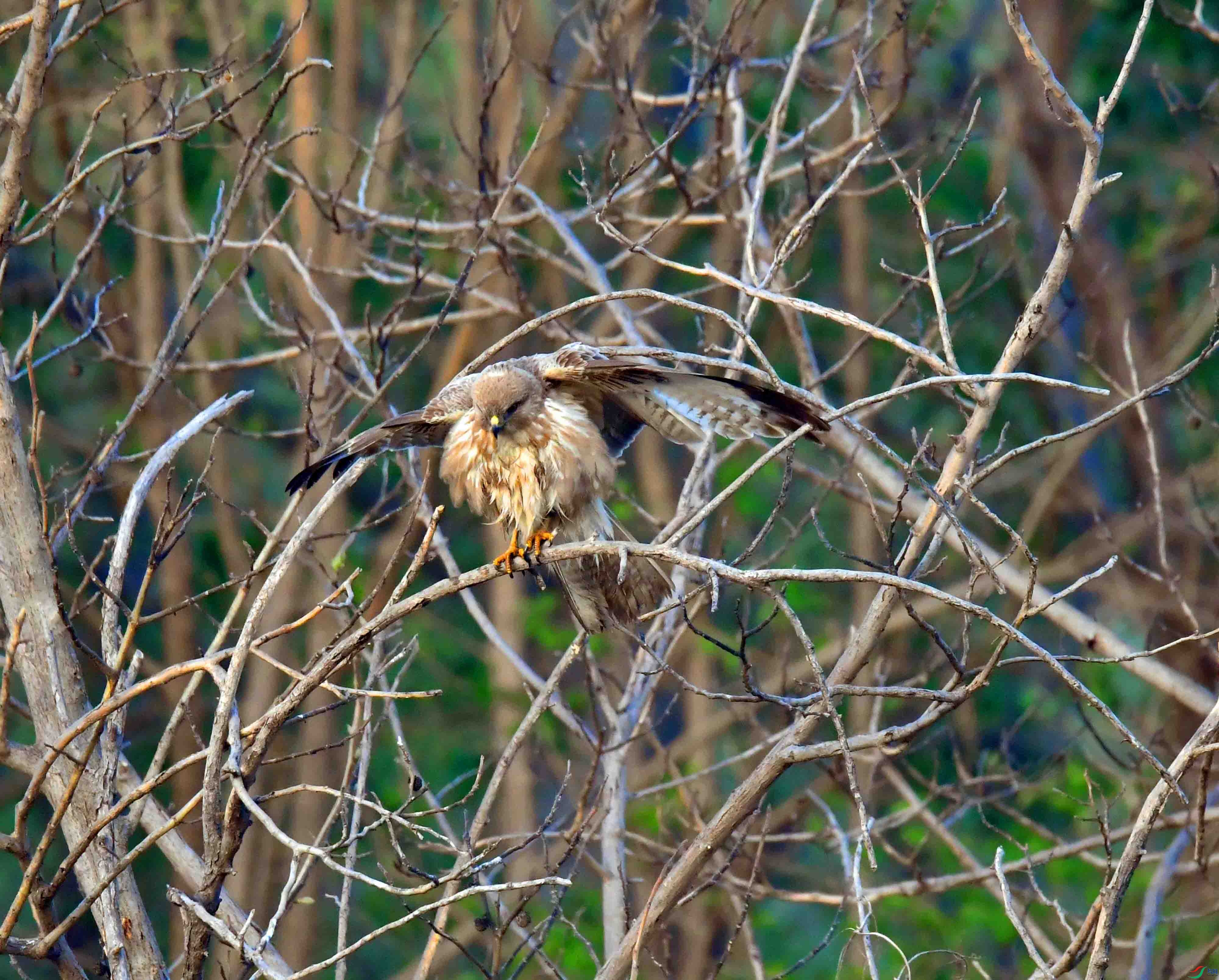 DSC_2666.JPG