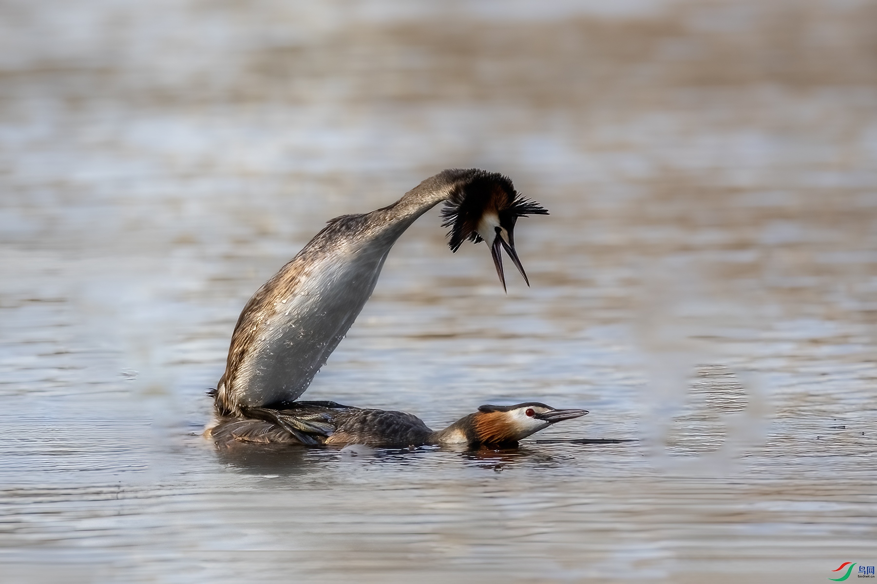 488A6254 ����.jpg