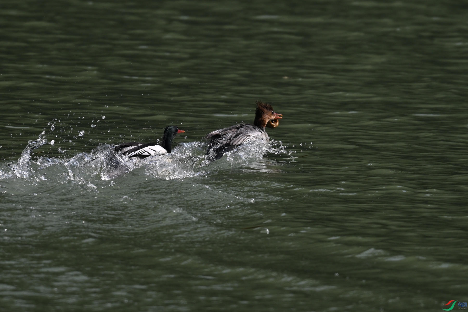 DSC_7367.JPG