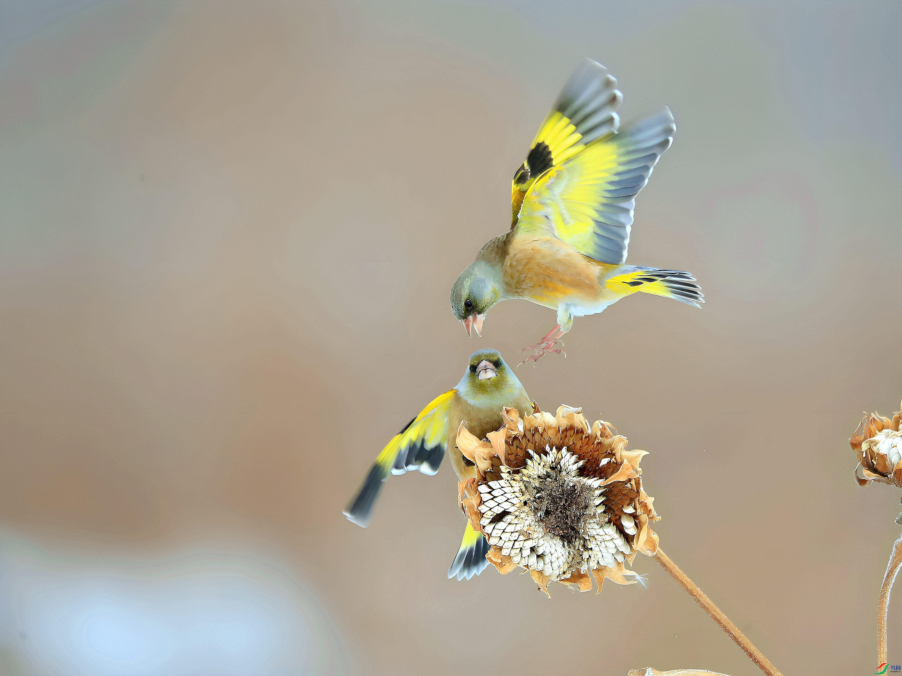 AW4I2653_����.jpg